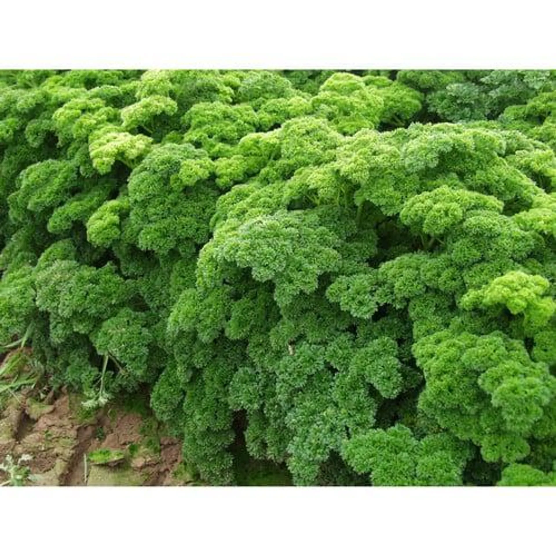 Parsley Affro 10cm Green