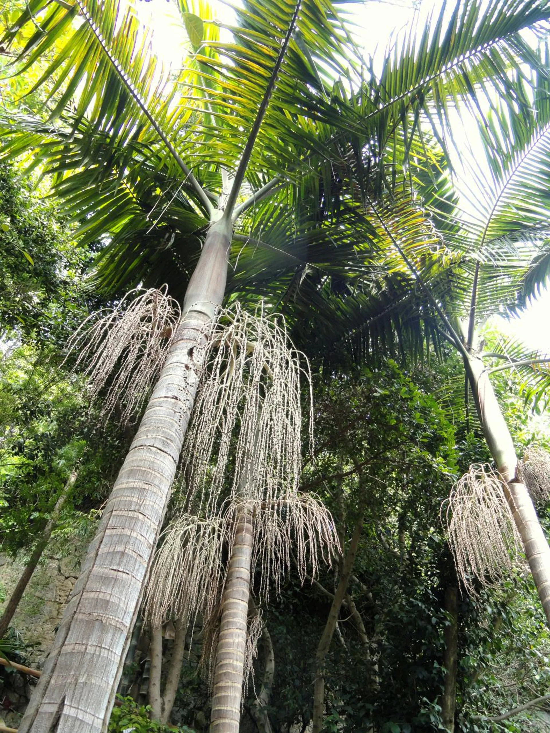 Archontophoenix cunninghamiana (Bungalow Palm)
