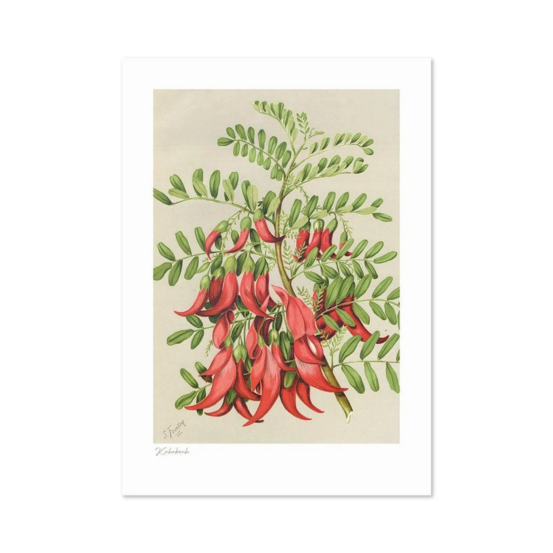 Botanical Illustration Kakabeak A3 Print