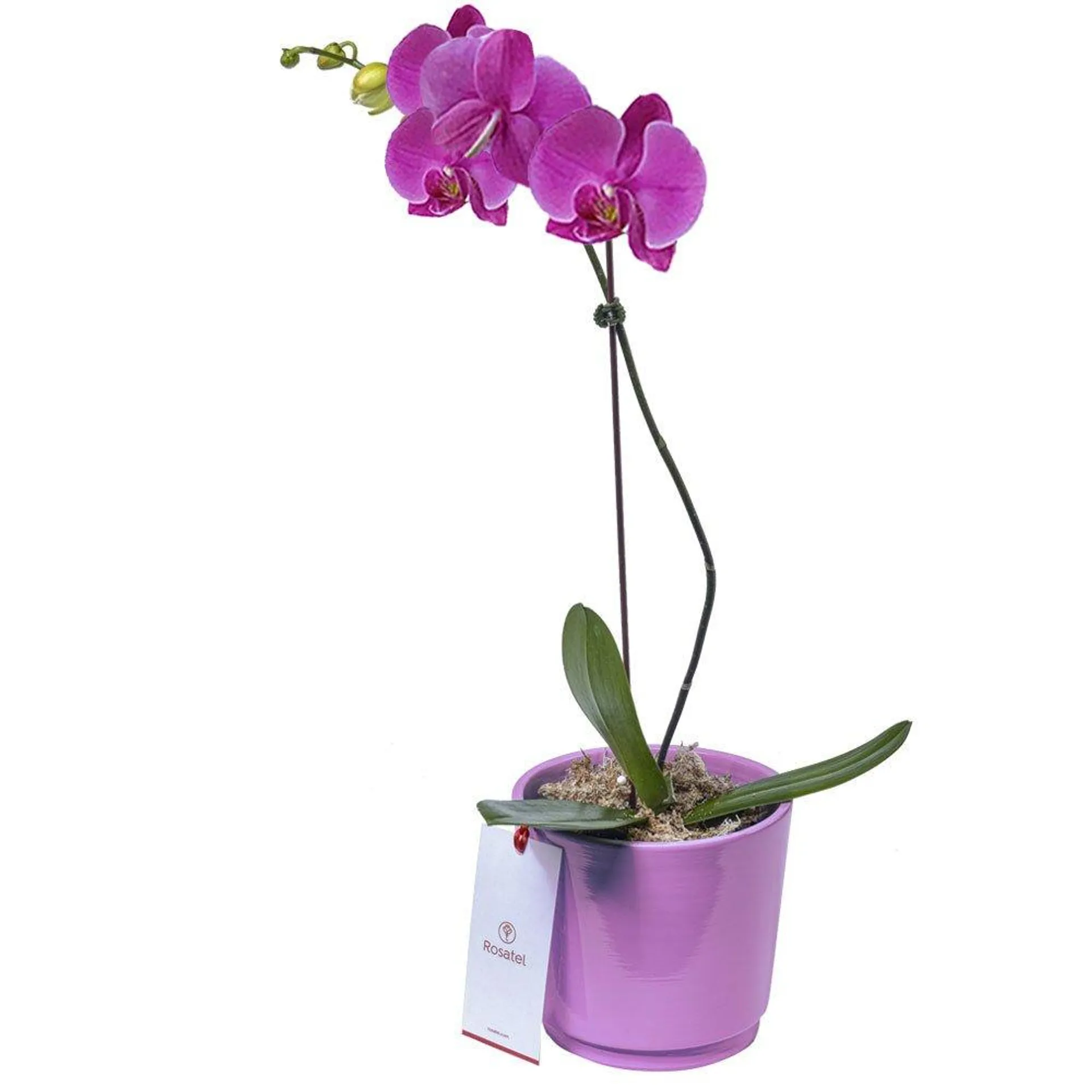 Planta Orquídea Phalaenopsis en Base Lila