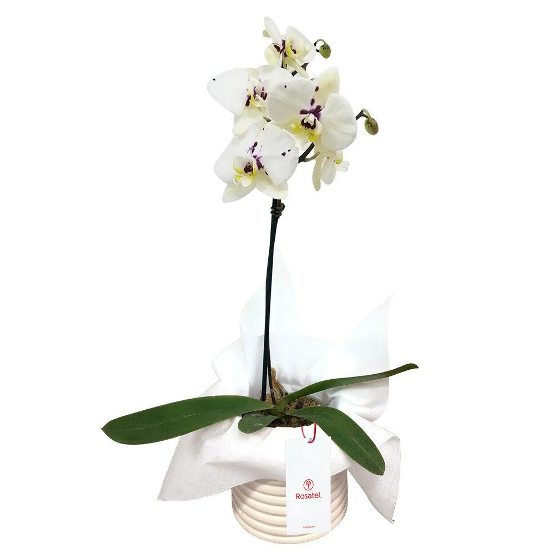 Planta Orquídea Phalaenopsis con Tul Blanco