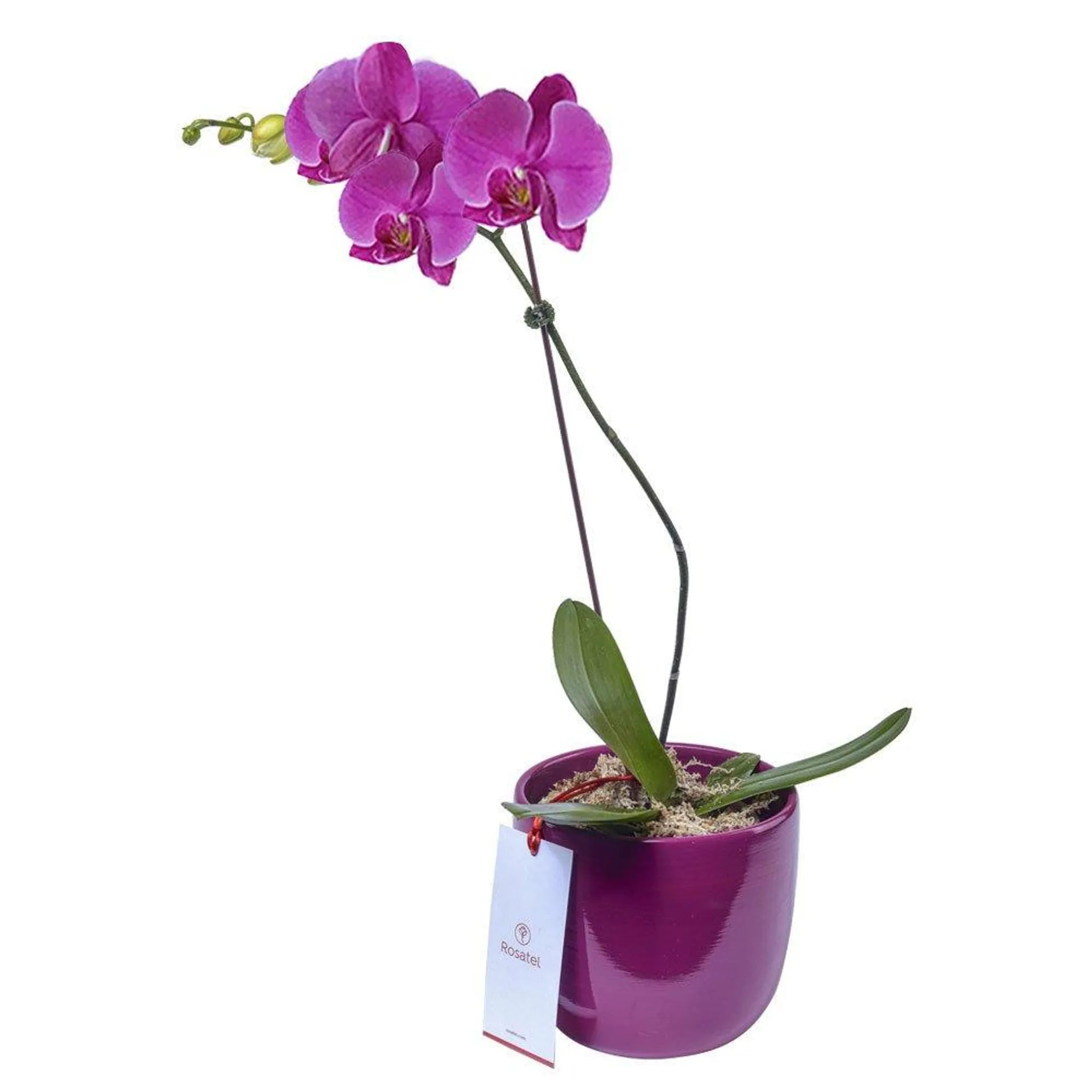 Planta Orquídea Phalaenopsis en Base Morada