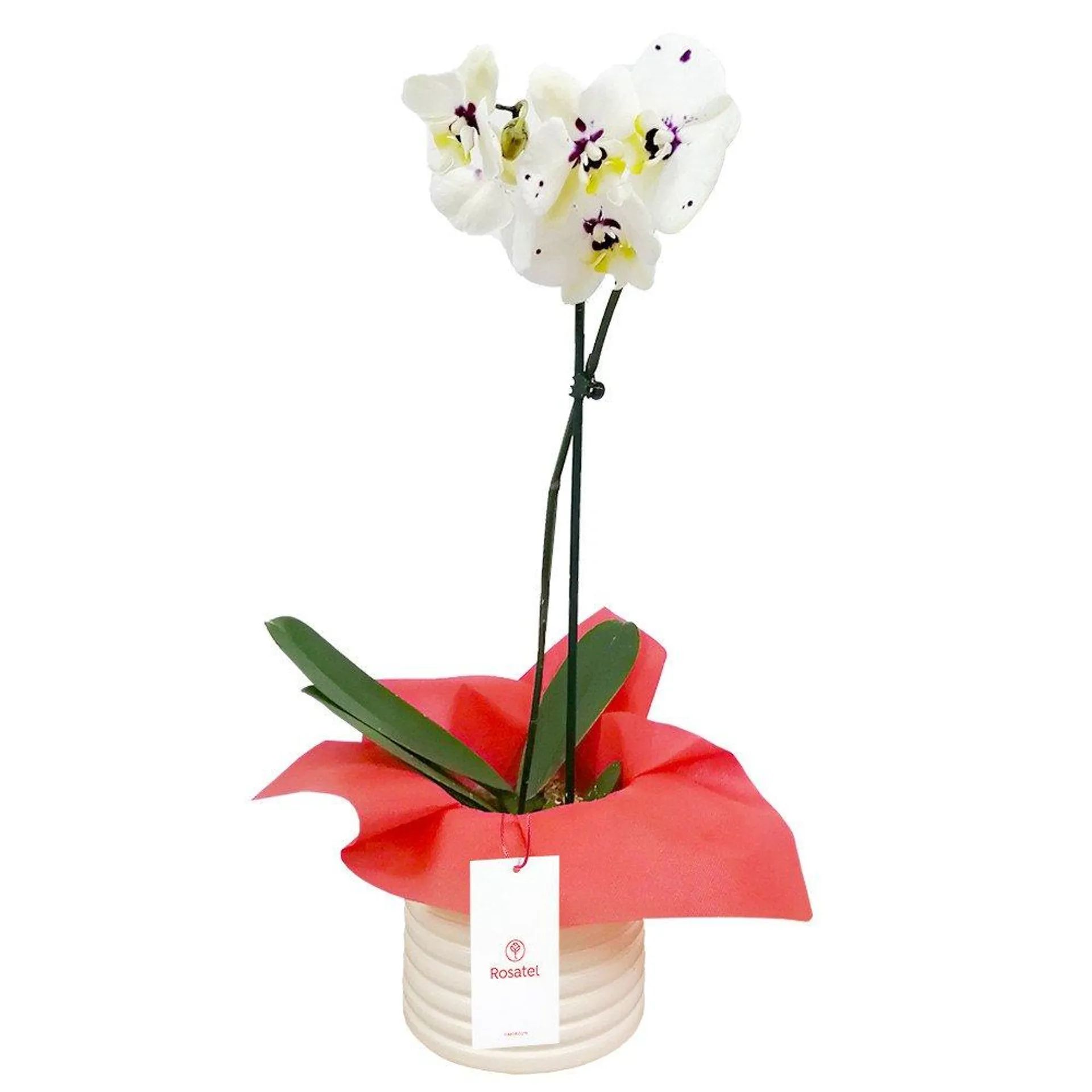 Planta Orquídea Phalaenopsis con Tul Rojo