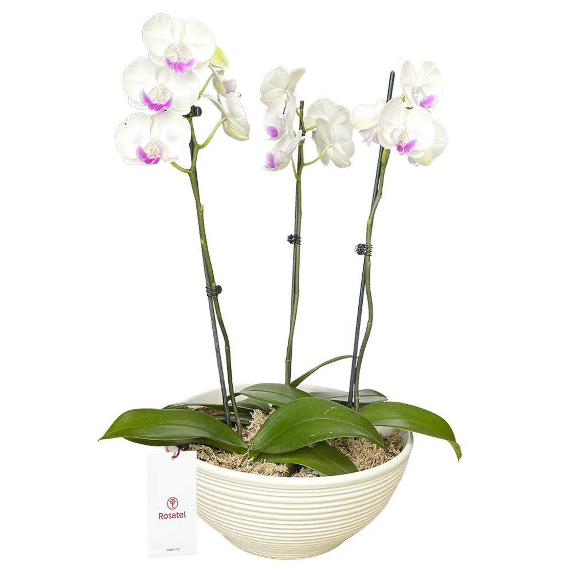 Planta Orquídea Phalaenopsis 3 Varas en Base Blanca