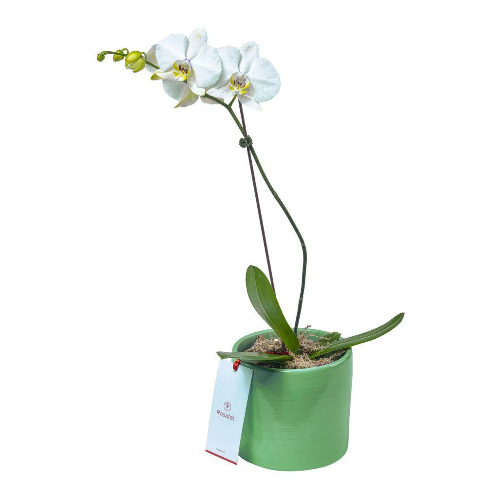 Planta Orquídea Phalaenopsis en Base Verde