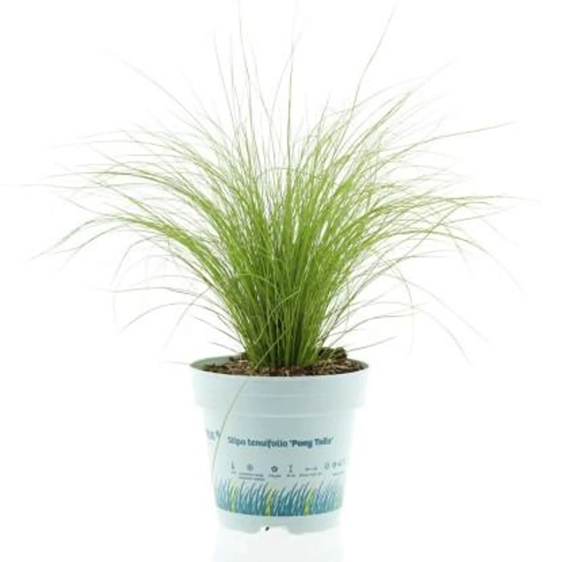 Ostnica mocna (Stipa Pony Tails) - don. 10,5 cm