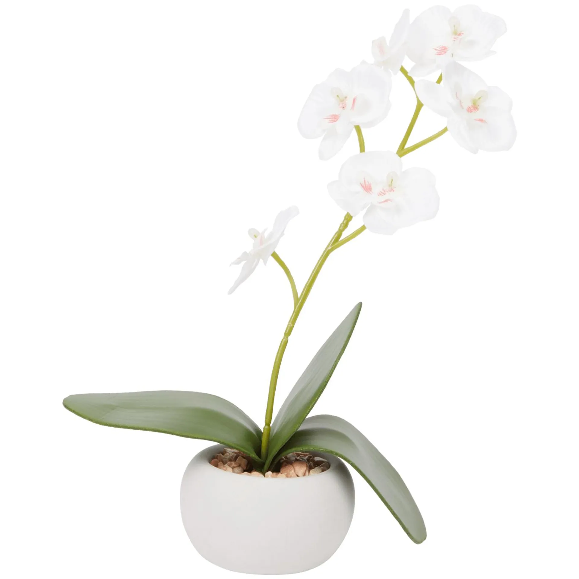 Orchidea in vaso