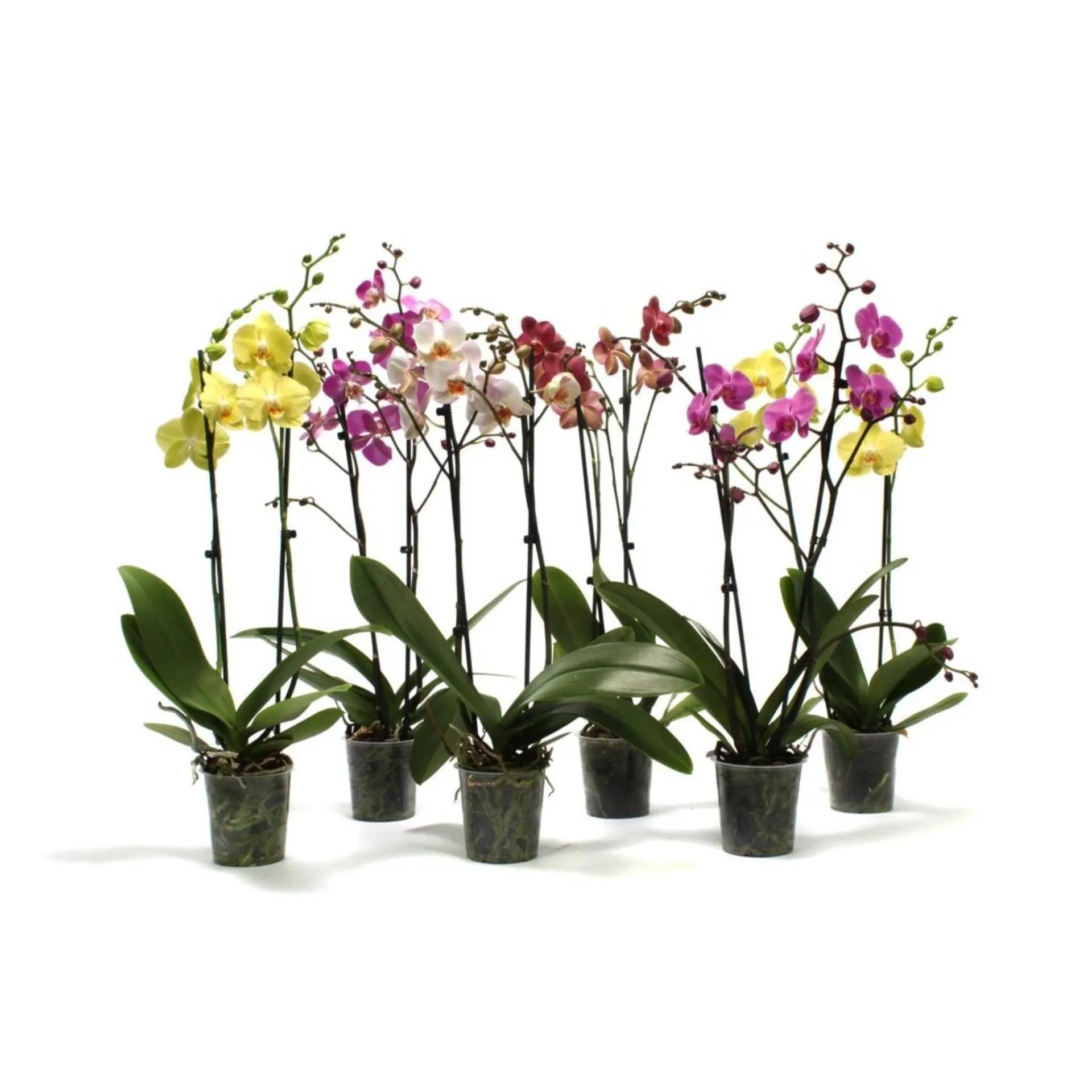 Storczyk (Phalaenopsis) polski 2 pędy - don. 12 cm