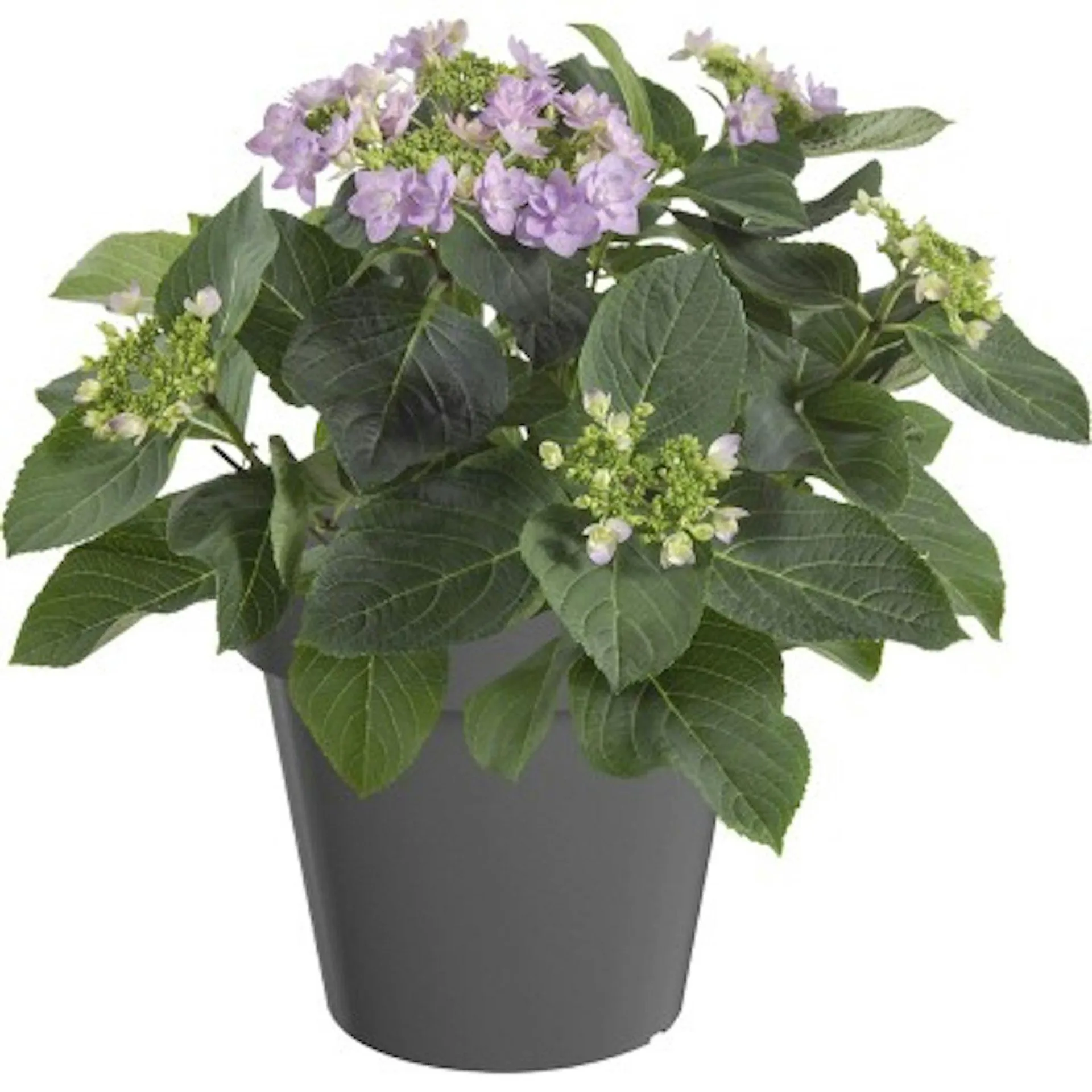 Hortensja ogrodowa (Hydrangea macrophylla) wys. 20-25 cm don. 9,5 cm