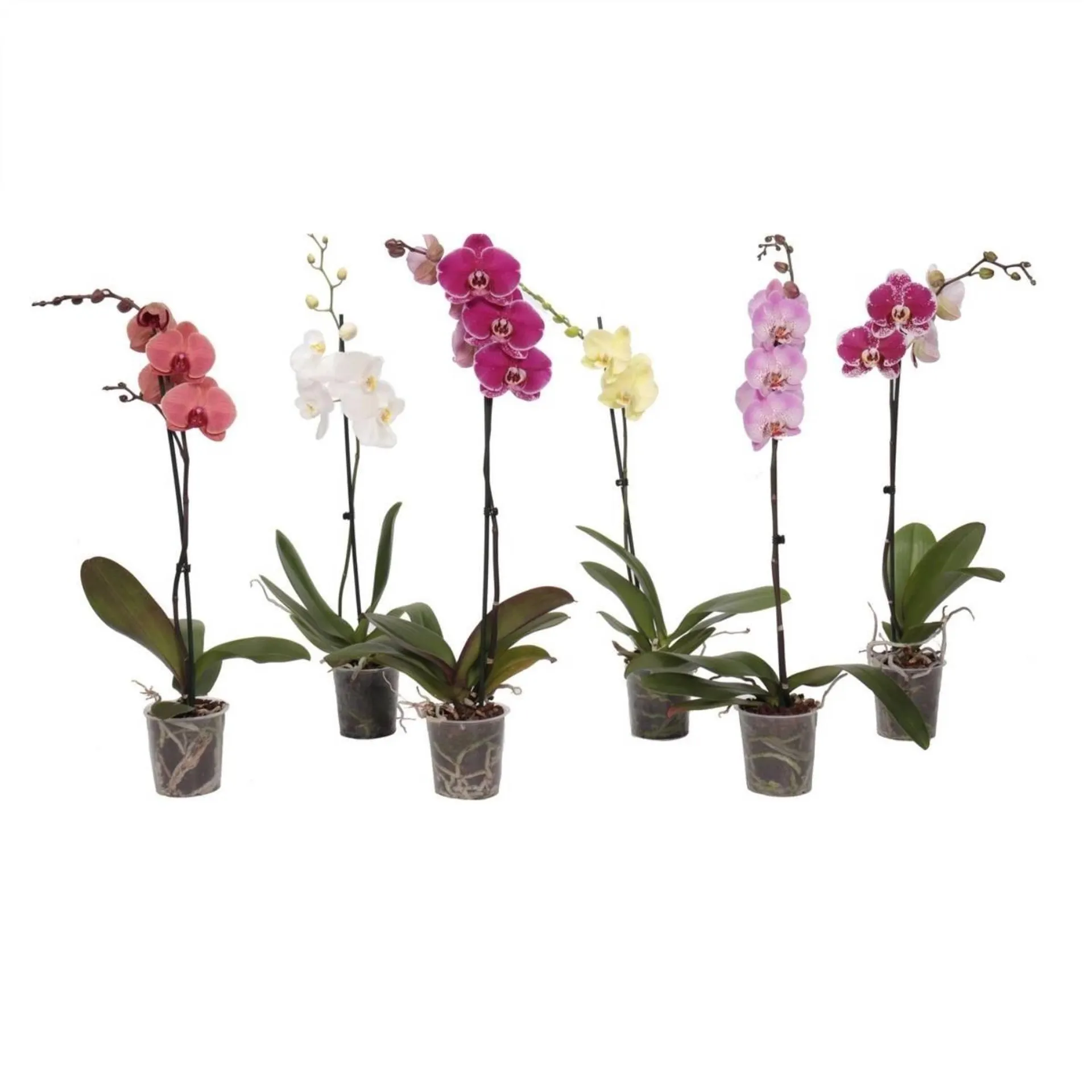 Storczyk (Phalaenopsis) - don. 12 cm