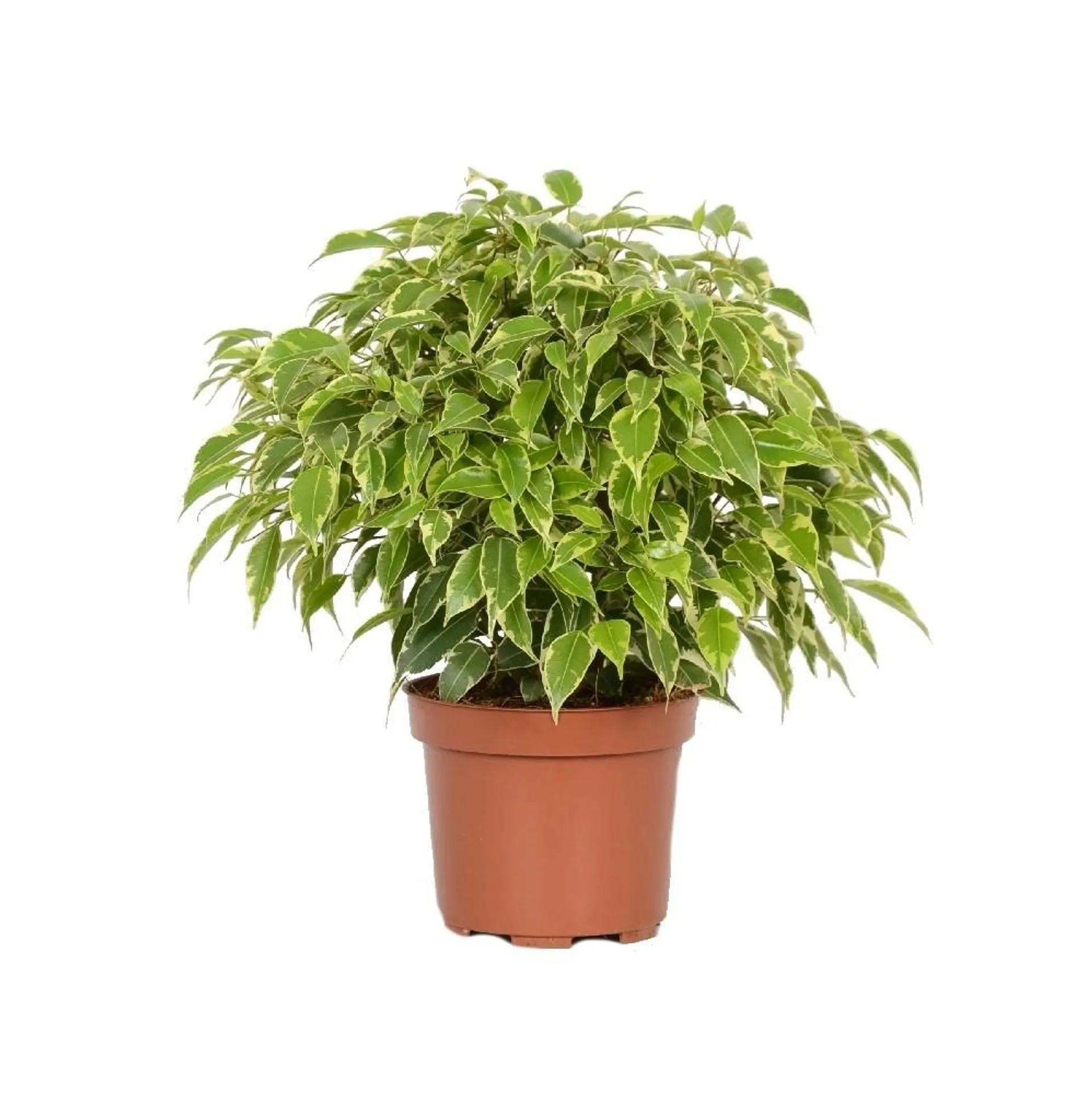 Fikus (Ficus Benjamina) mix - wys. 100 cm, don. 21 cm