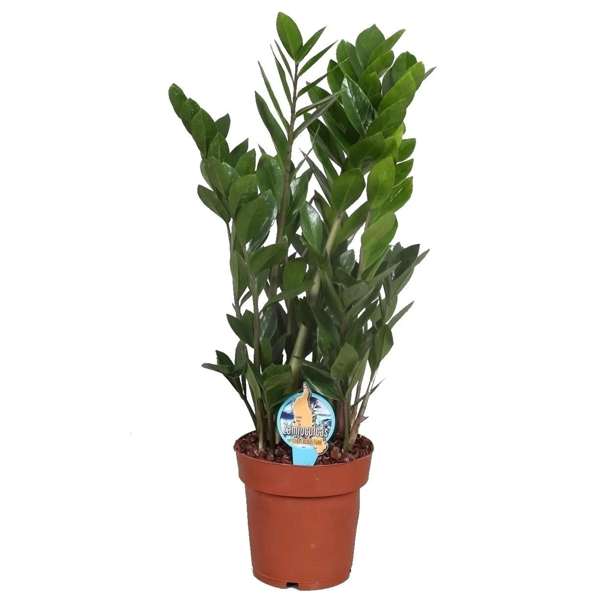 Zamiokulkas zamiolistny (Zamioculcas zamiifolia) - don. 24 cm