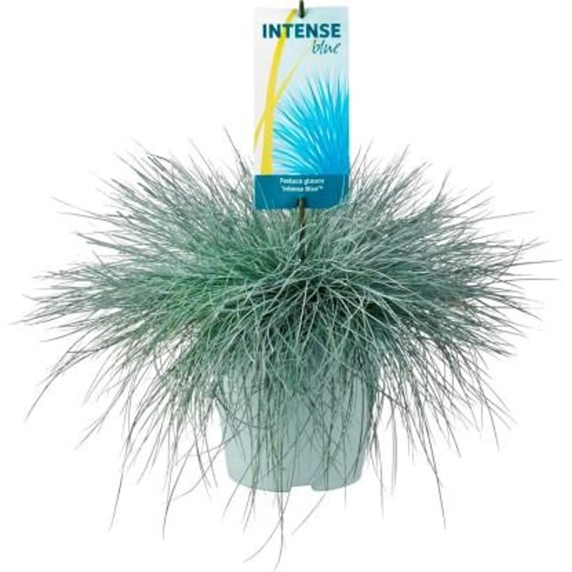 Kostrzewa odmiana Intense Blue (Festuca sp.) - don. 17 cm