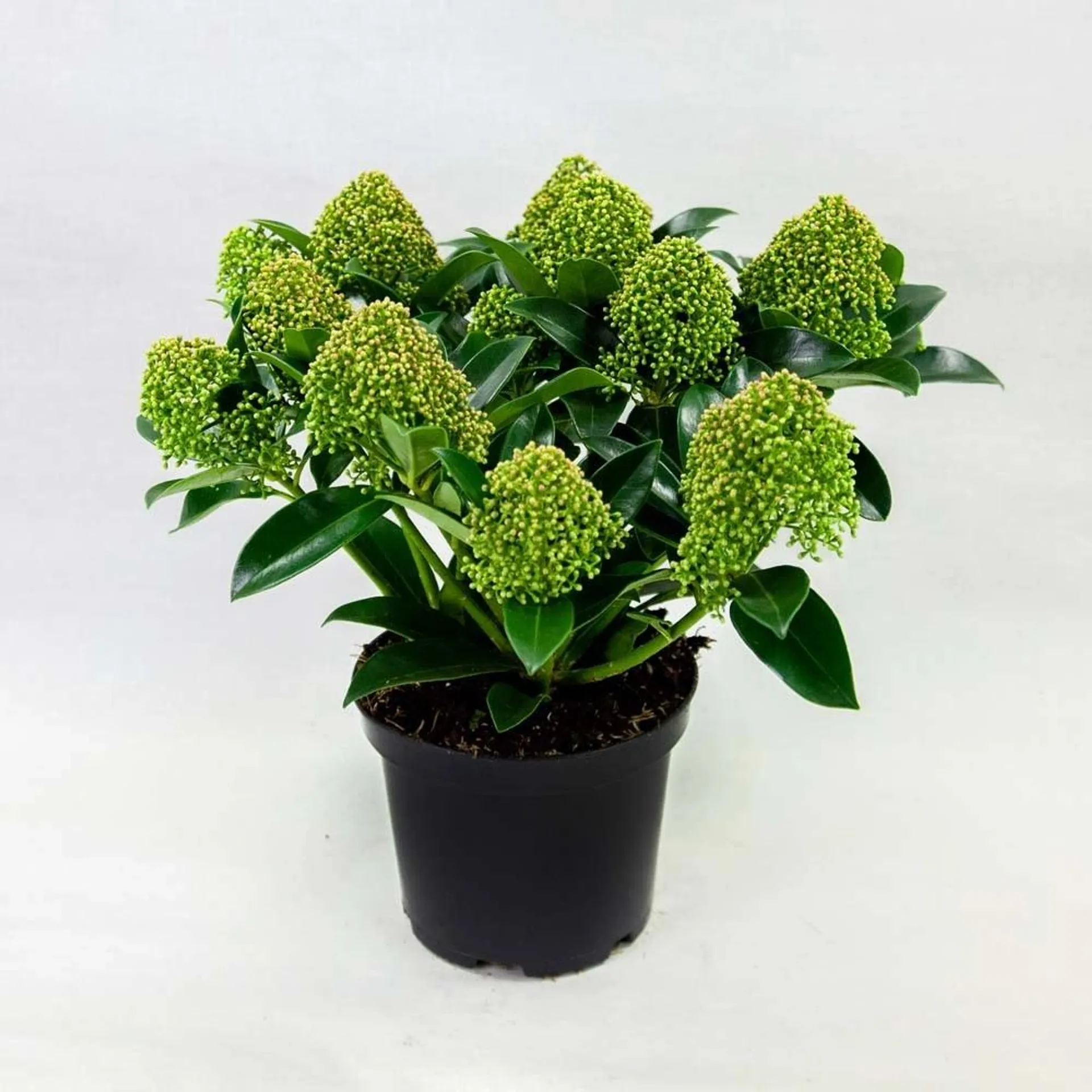 Skimmia japońska (Skimmia japonica) White Globe - don. 15 cm