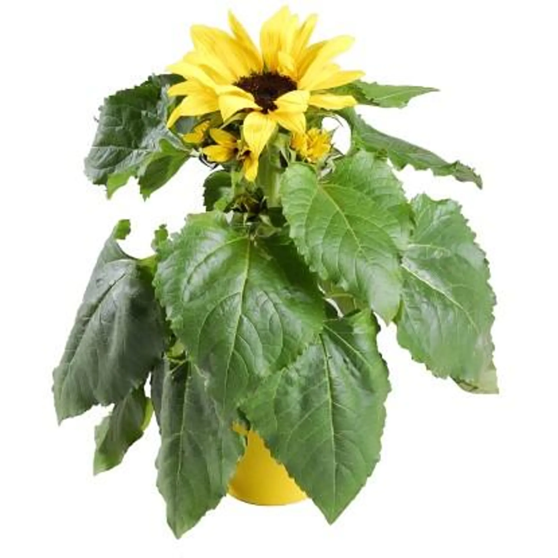 Słonecznik Sunsation (Helianthus sp.) - don. 12 cm