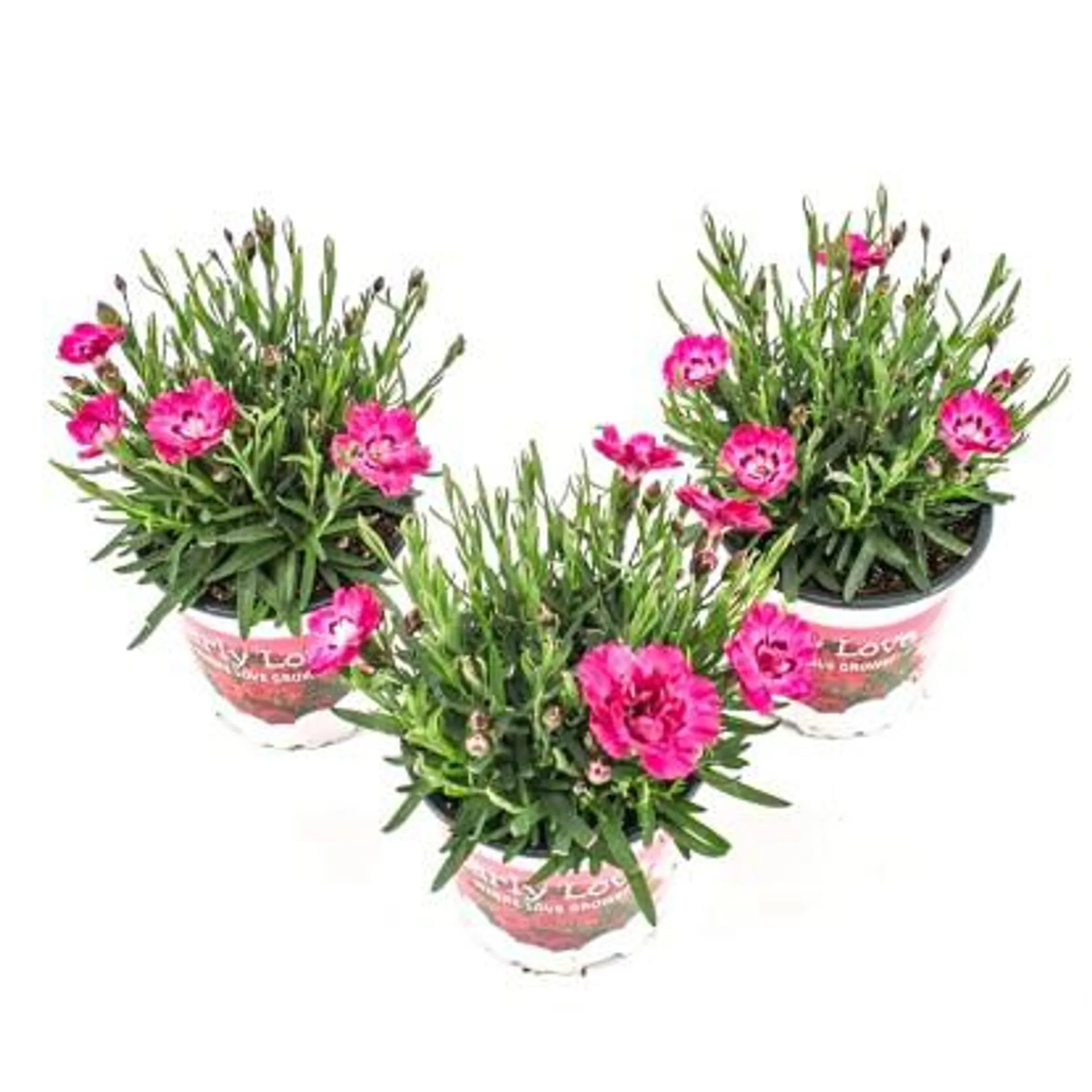 Goździk Dianthus Early Love wys. 15-20 cm don. 10,5 cm