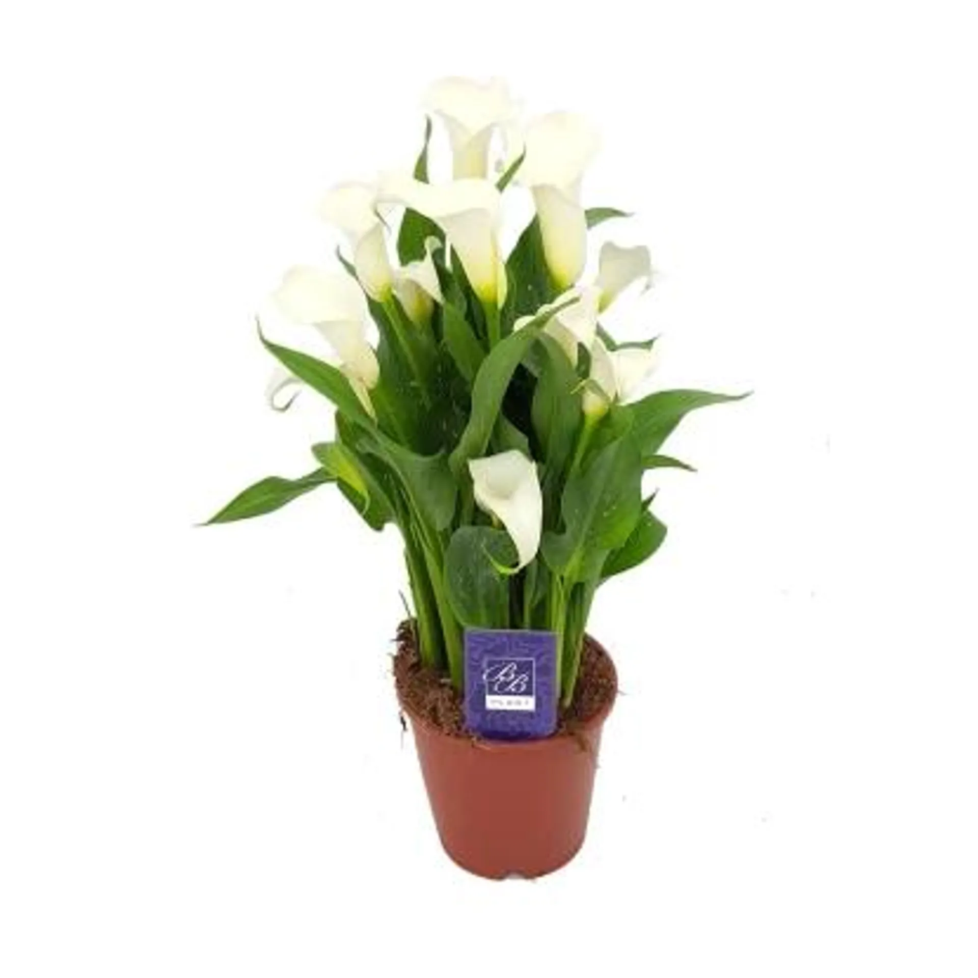 Kalia (Zantedeschia Arons) wys. 35-45 cm don. 14 cm mix