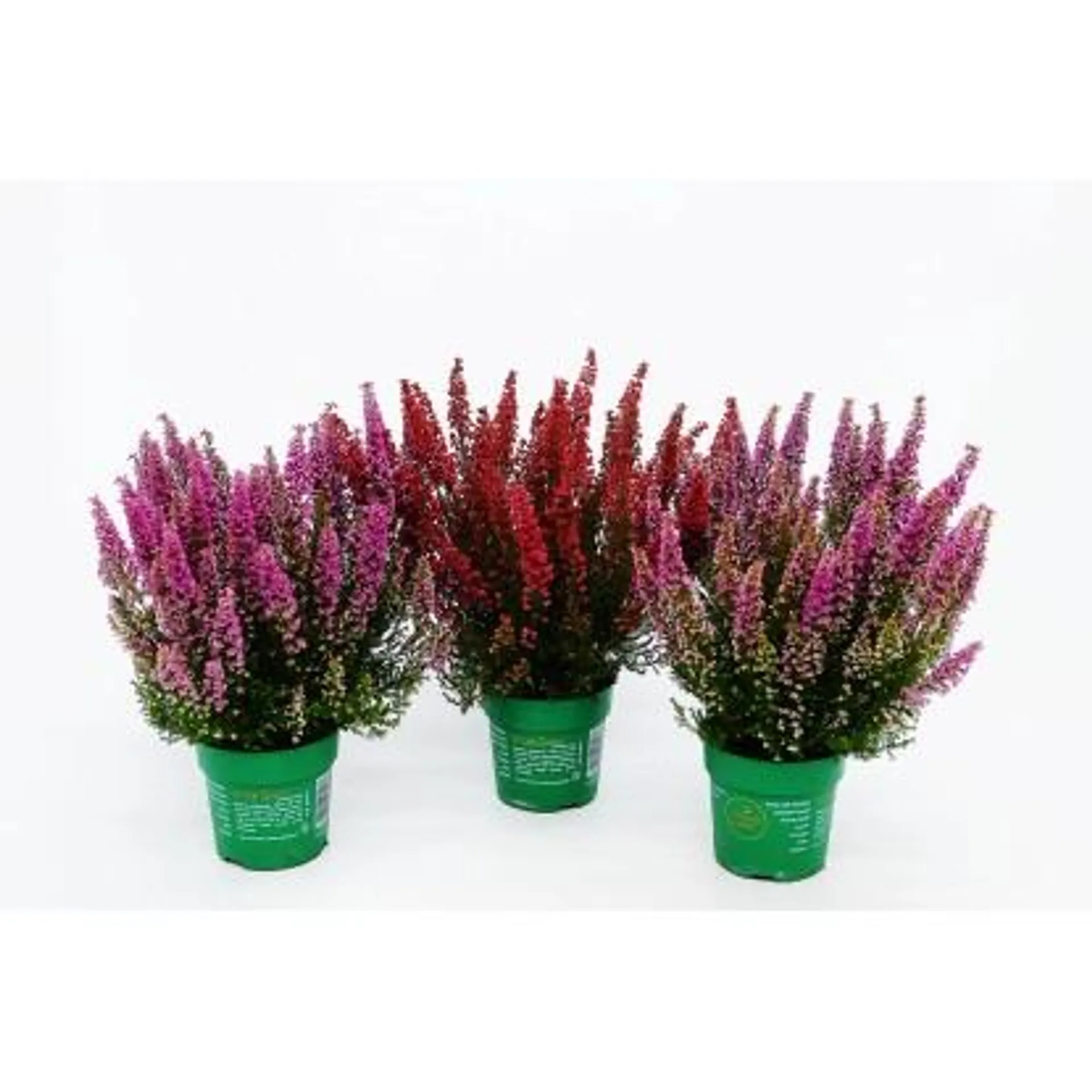 Wrzosiec (Erica gracilis) Beauty Queen - don. 12 cm