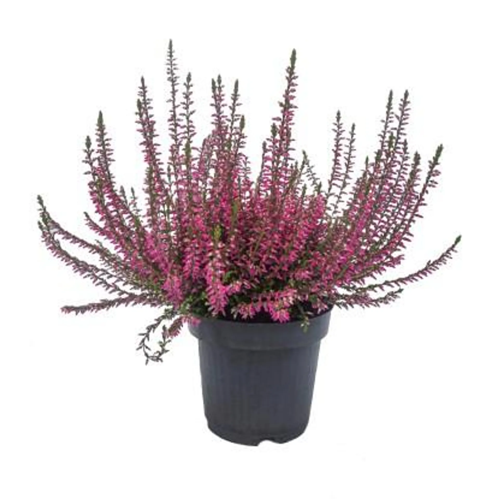 Wrzos ogrodowy (Calluna vulgaris) - don. 9 cm