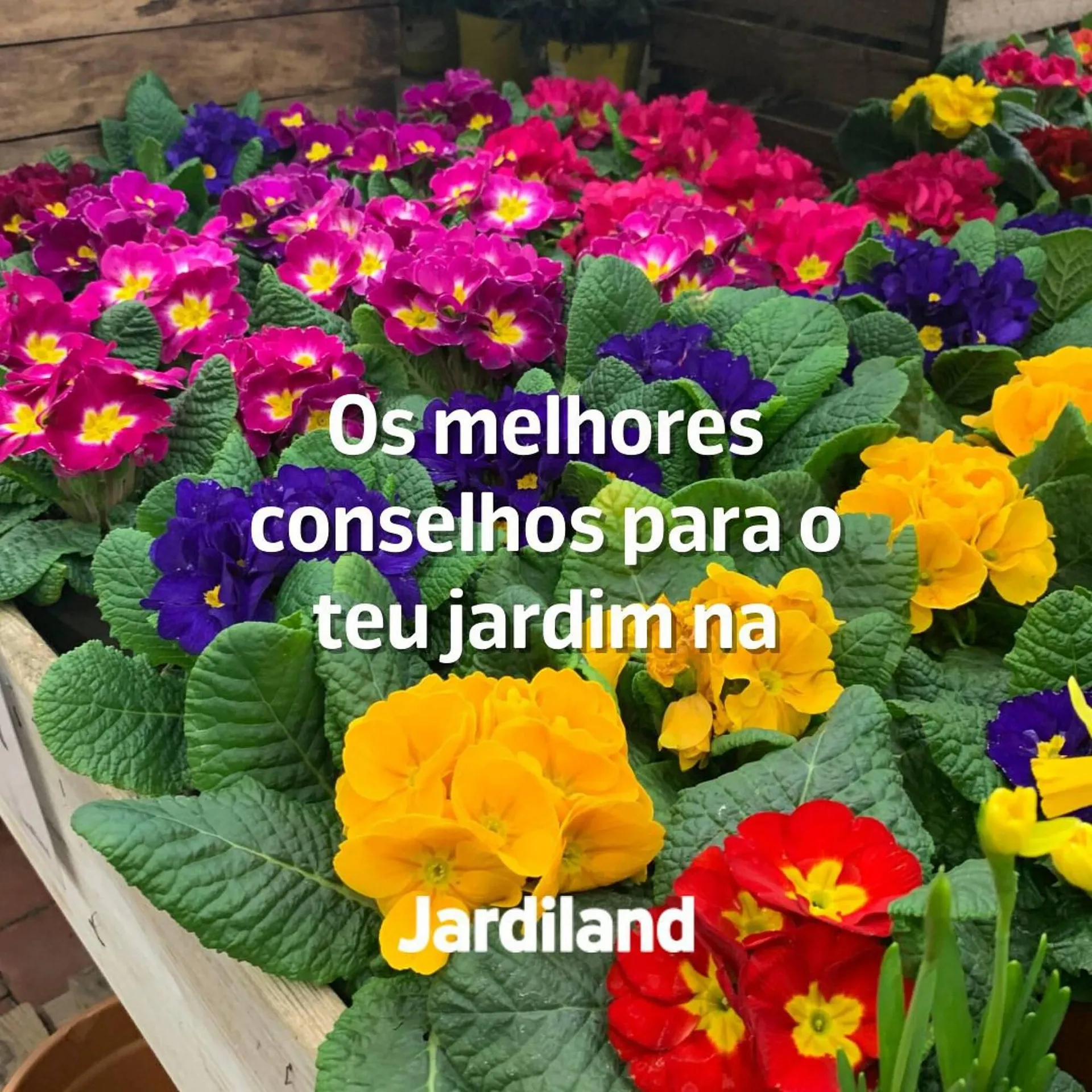 Folheto Folheto Jardiland de 21 de fevereiro até 10 de março 2024 - Pagina 4