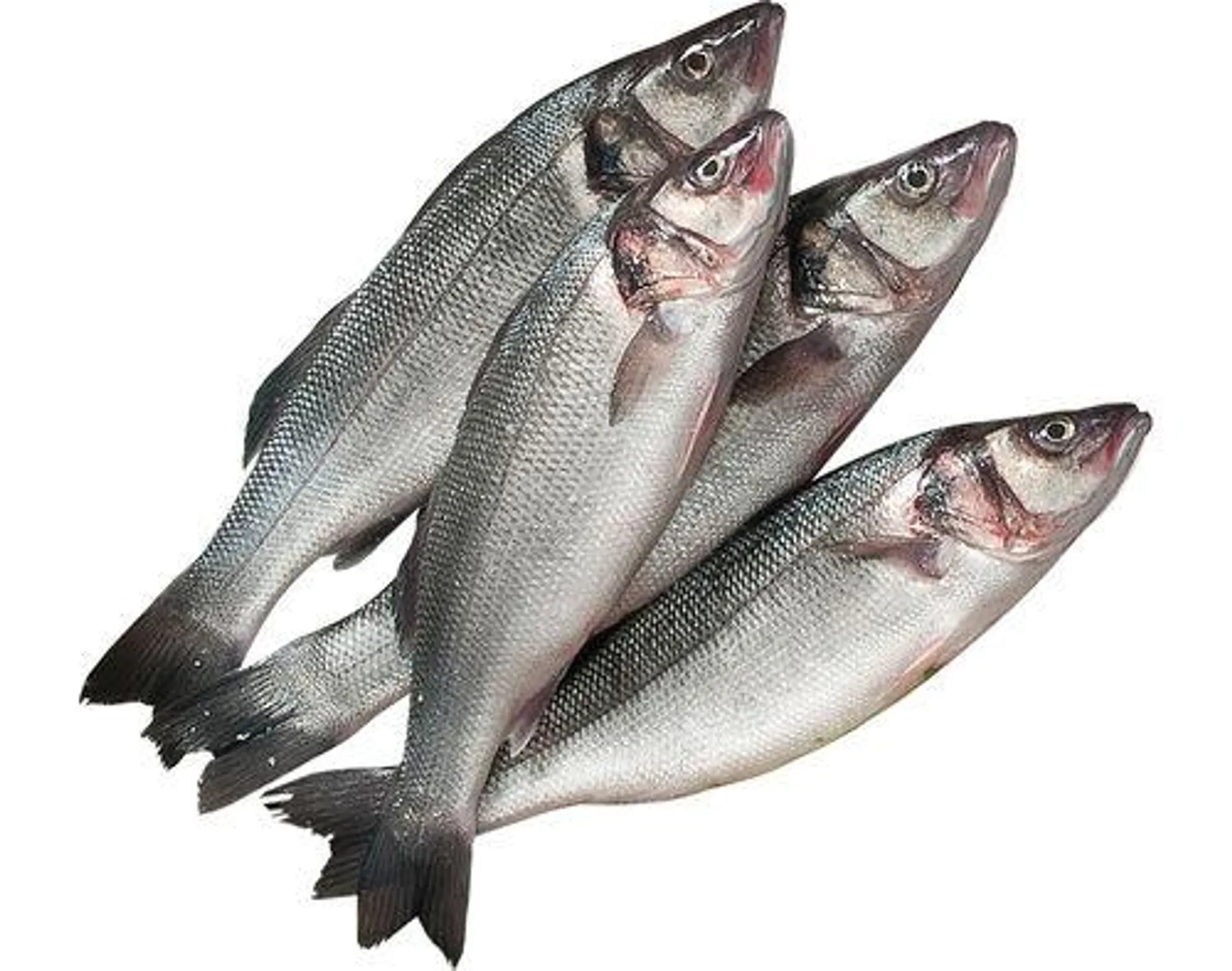 robalo ria de alvor auchan cultivamos o bom kg