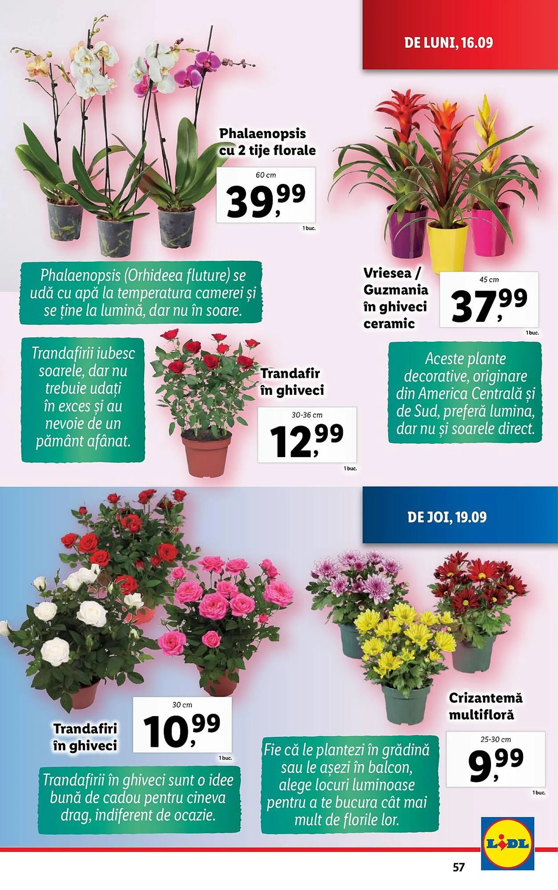 Catalog Lidl - 57