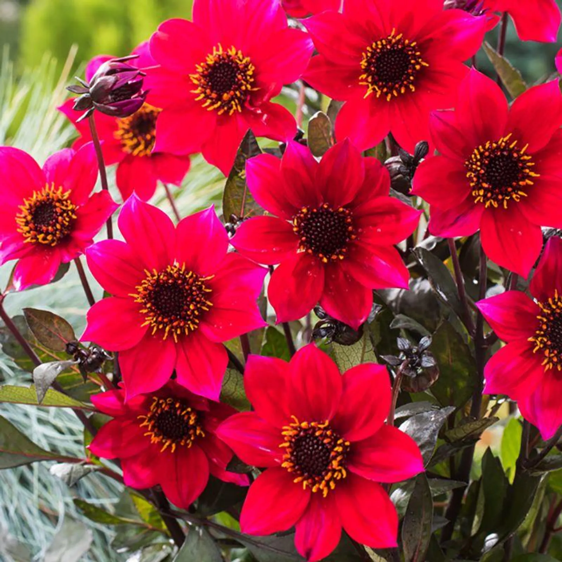 Enkel Trädgårdsdahlia 'Happy Days Cherry Red' 1 st