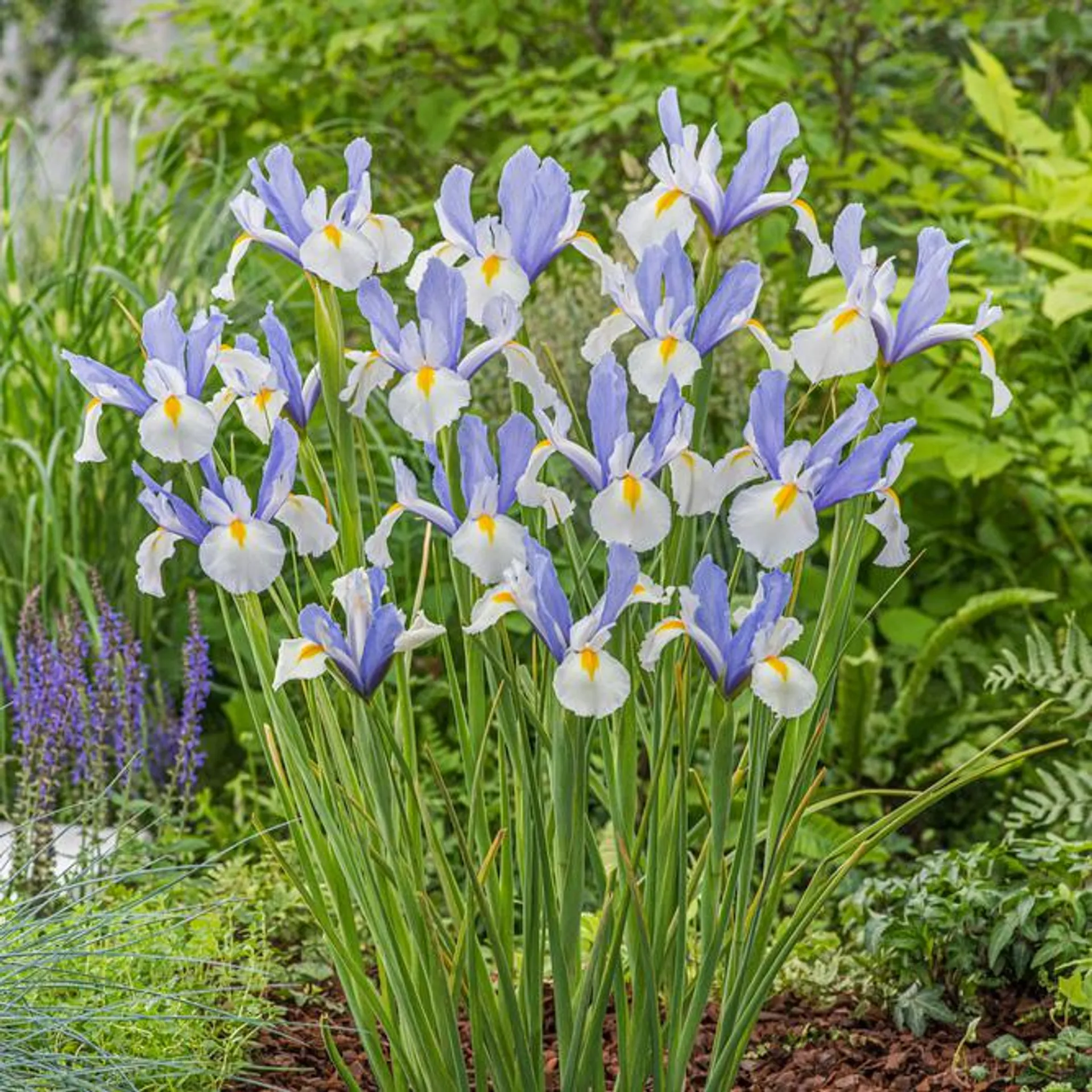 Holländsk Iris 'Silvery Beauty' 10 st