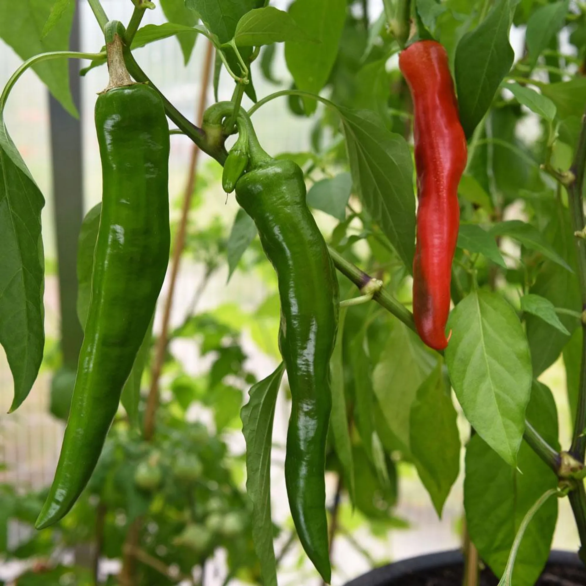 Chilipeppar 'Anaheim Chili'