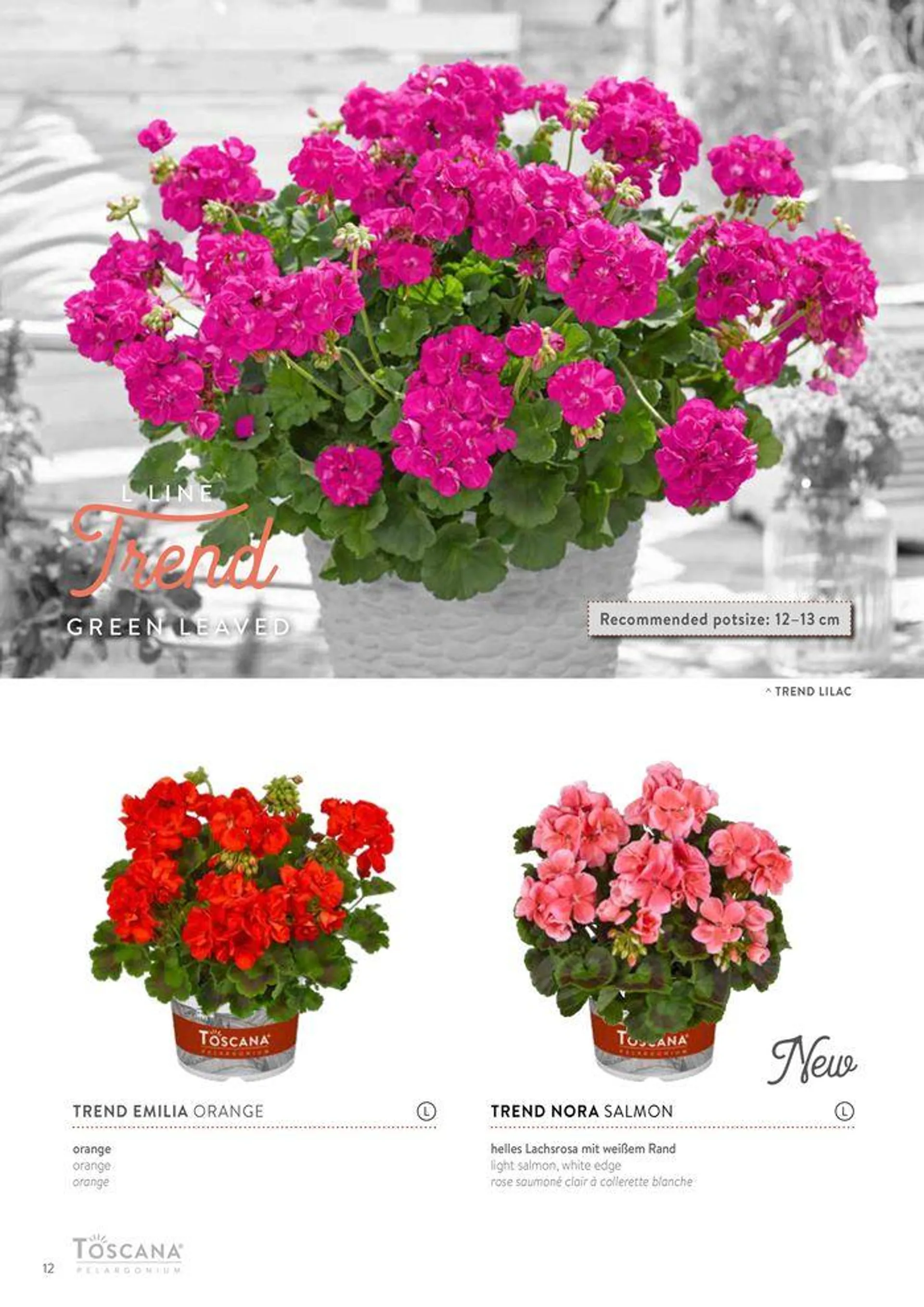 Toscana Pelargoner 23/24 - 12