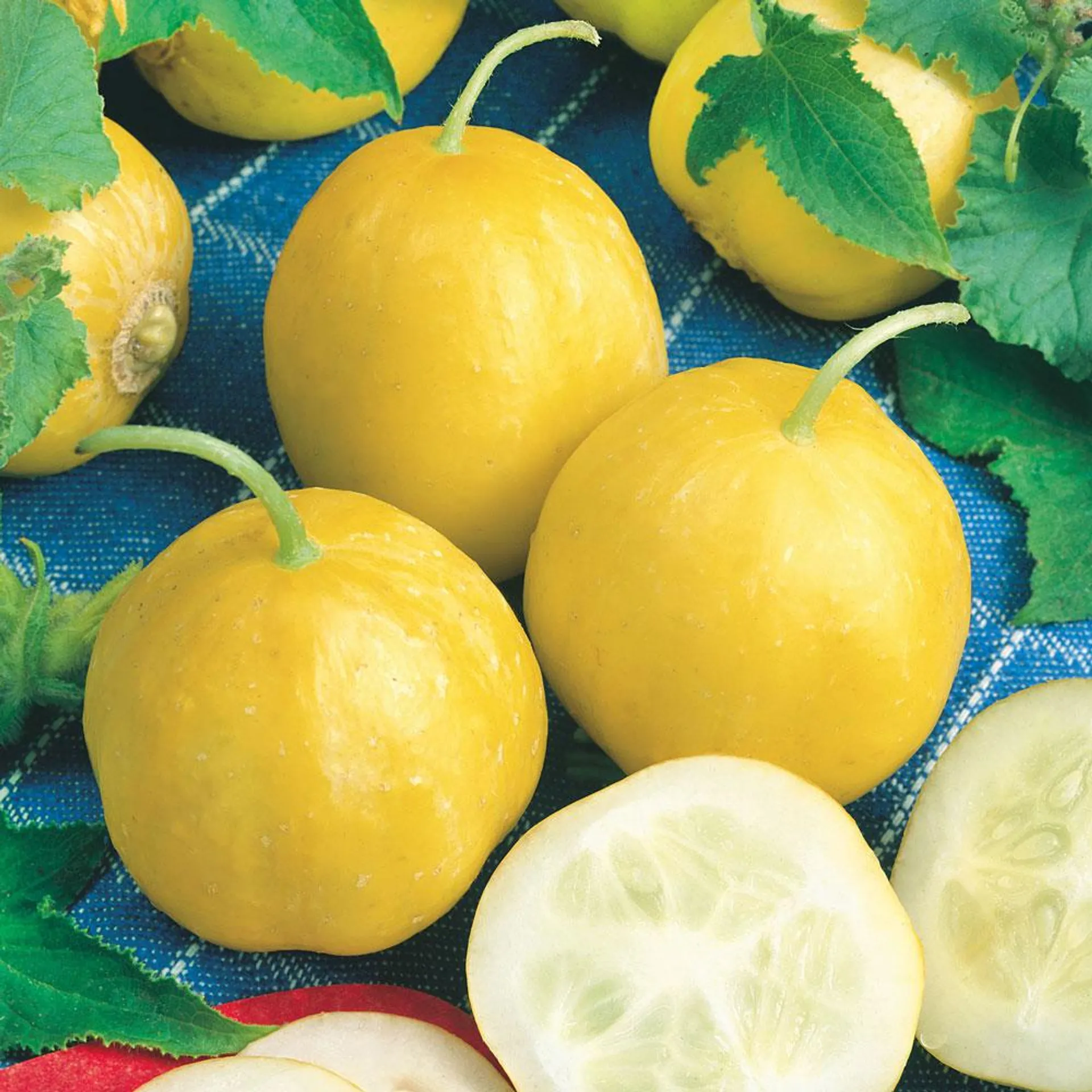 Äppelgurka 'Lemon'