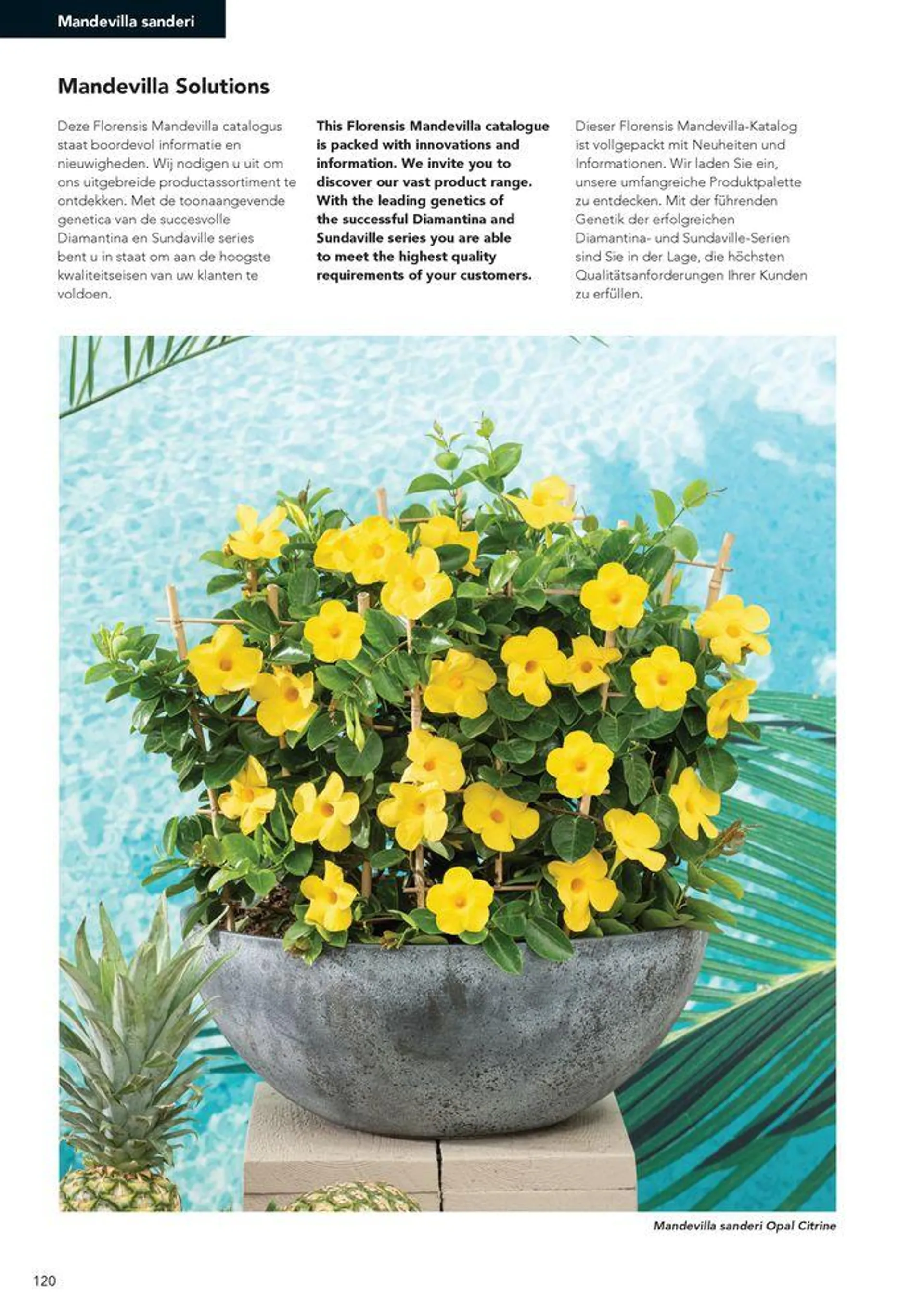 Annuals 2024 . från 15 februari till 31 december 2024 - Reklamblad sidor 124