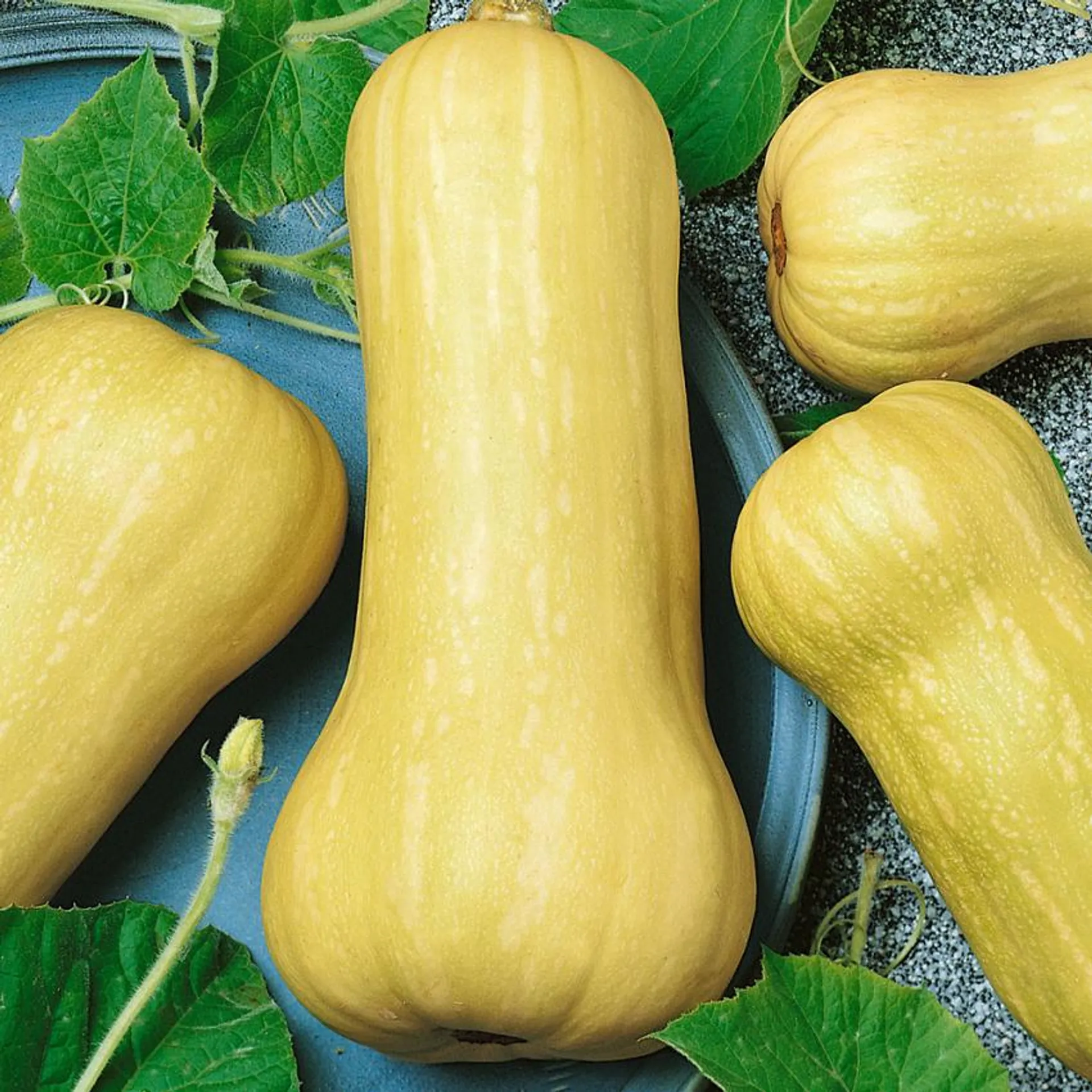 Myskpumpa 'Waltham Butternut'