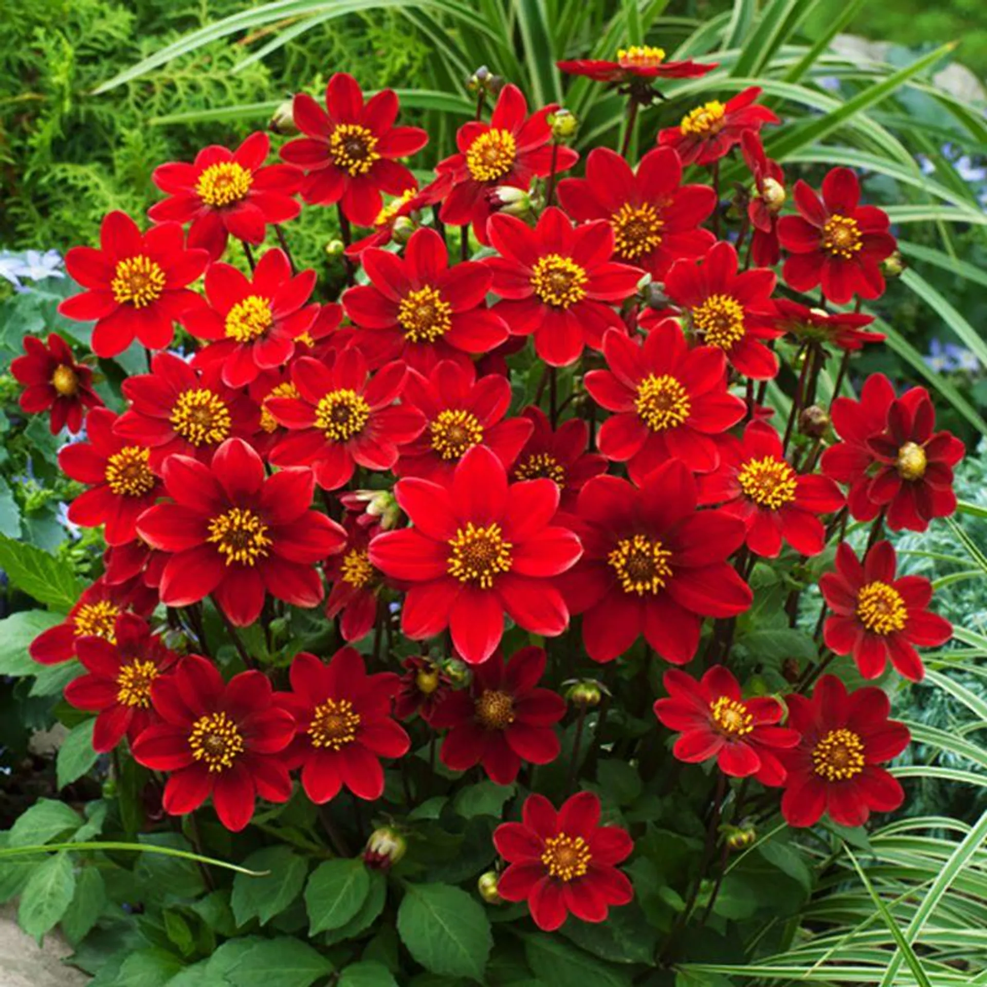 Enkel Trädgårdsdahlia 'Topmix Red' 1 st