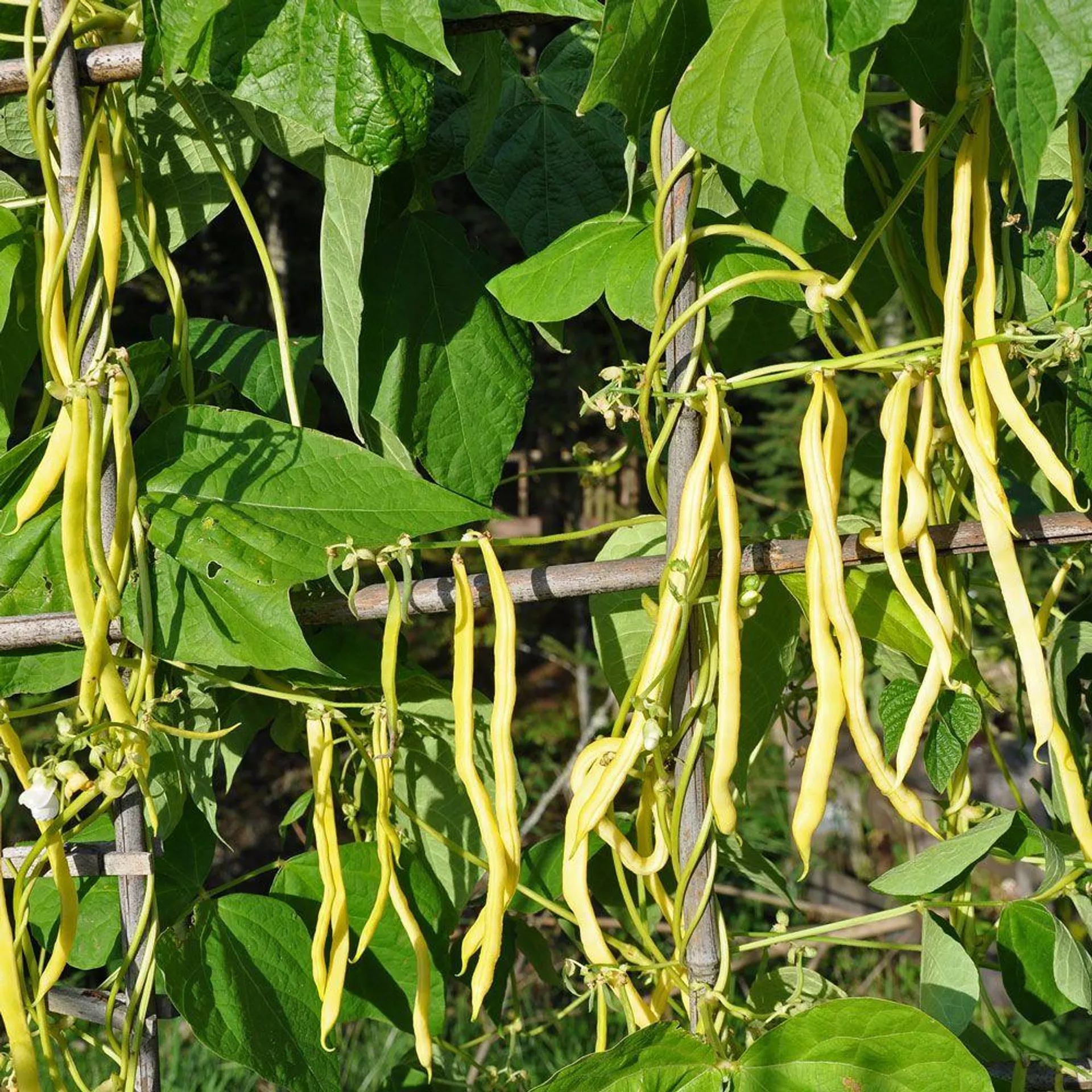 Störvaxböna 'Neckargold'