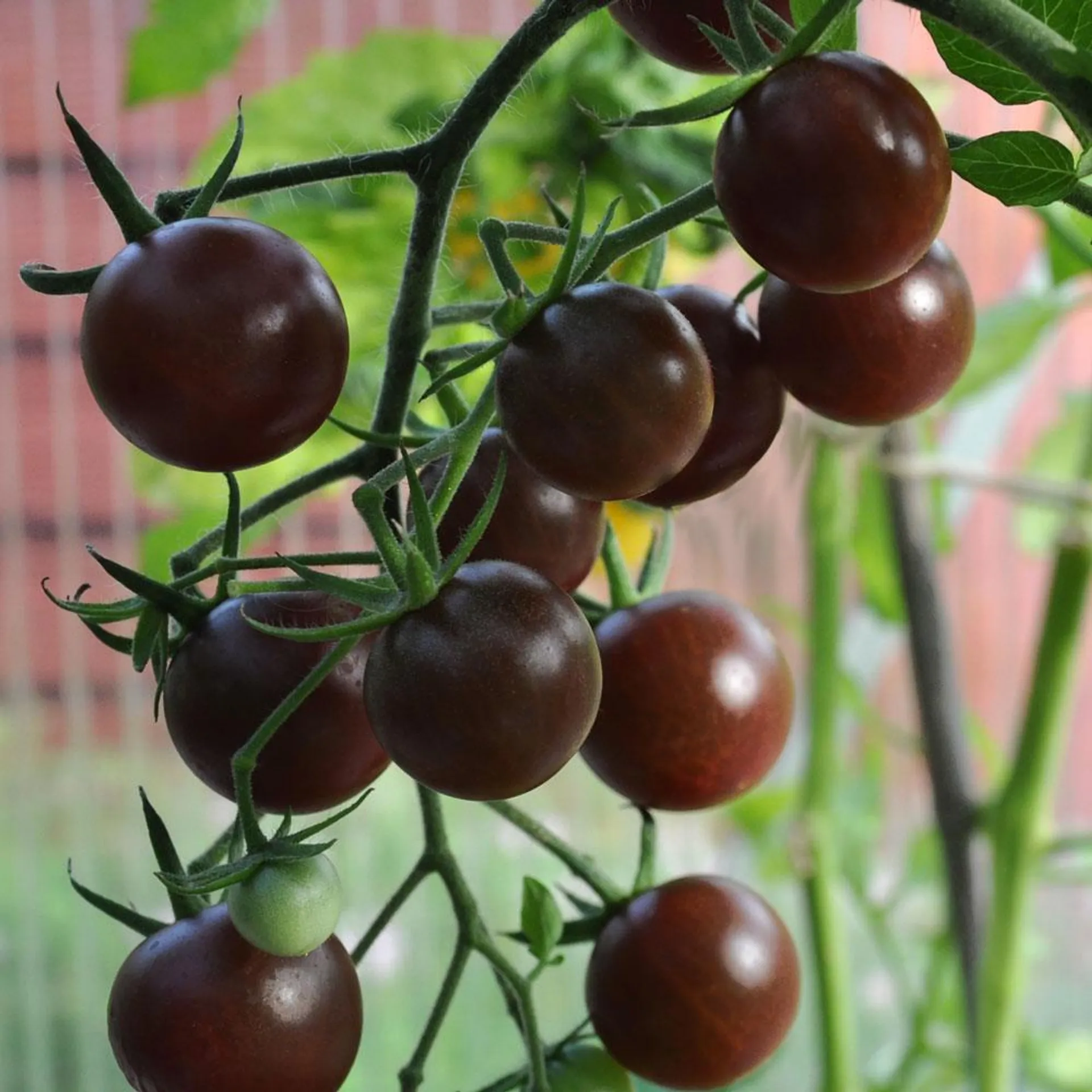 Körsbärstomat 'Black Cherry'