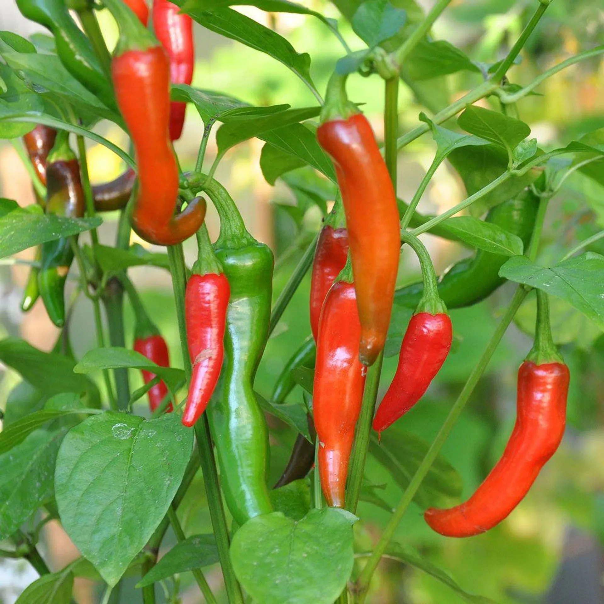 Chilipeppar 'De Cayenne'