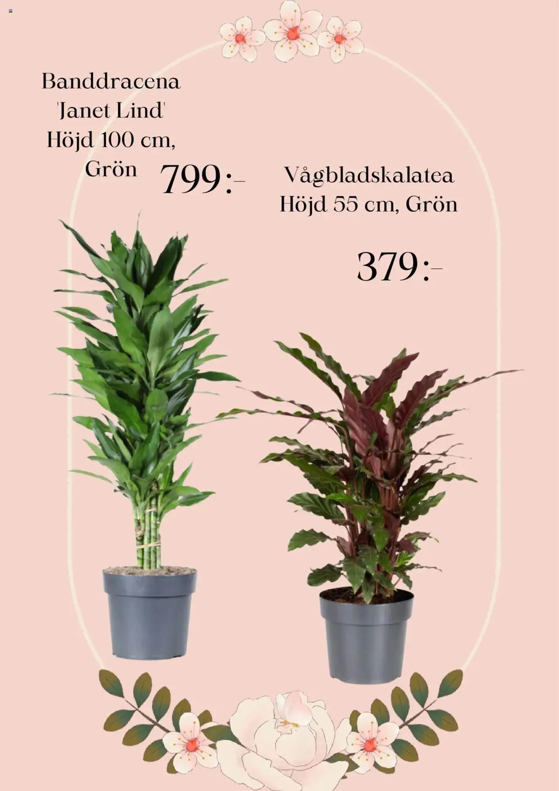 Plantagen - erbjudanden från 1 september till 31 december 2024 - Reklamblad sidor 2