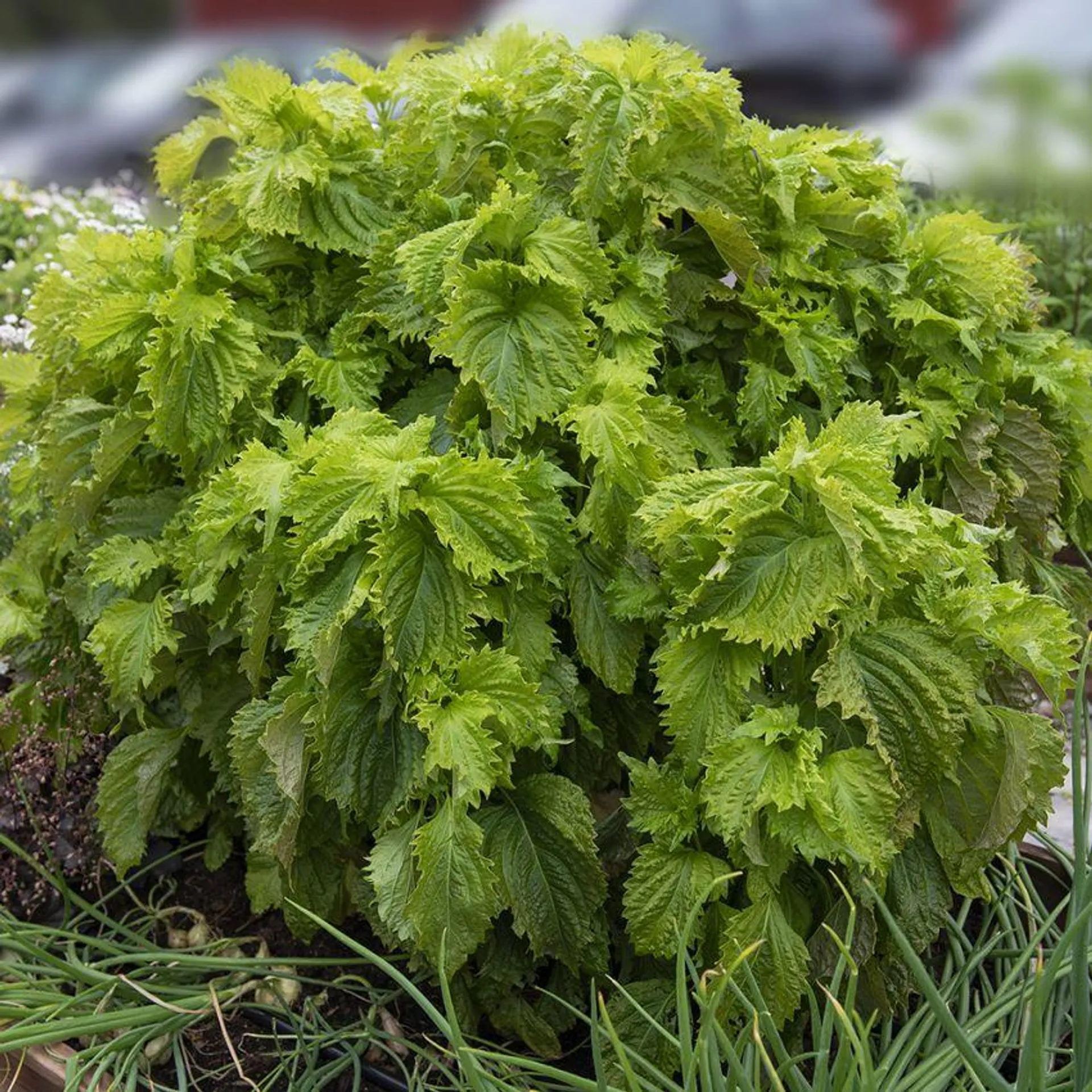 Bladmynta 'Green Ruffled'