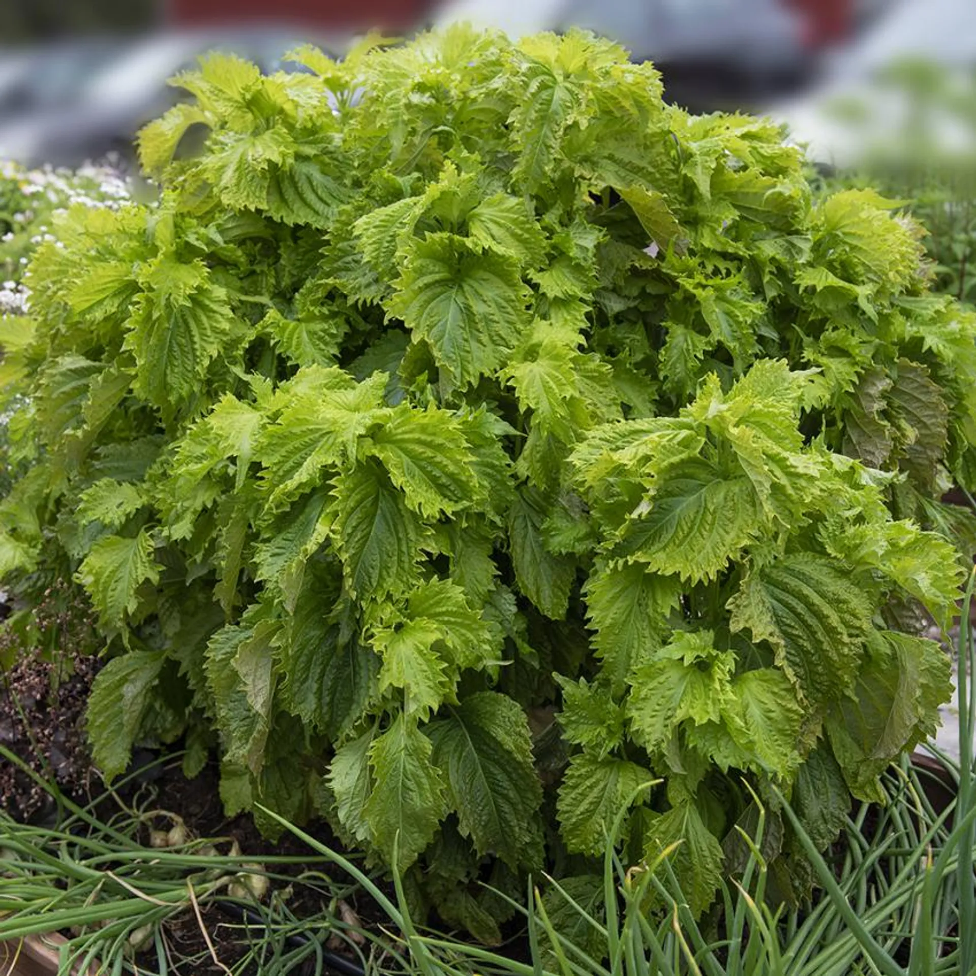 Bladmynta 'Green Ruffled'