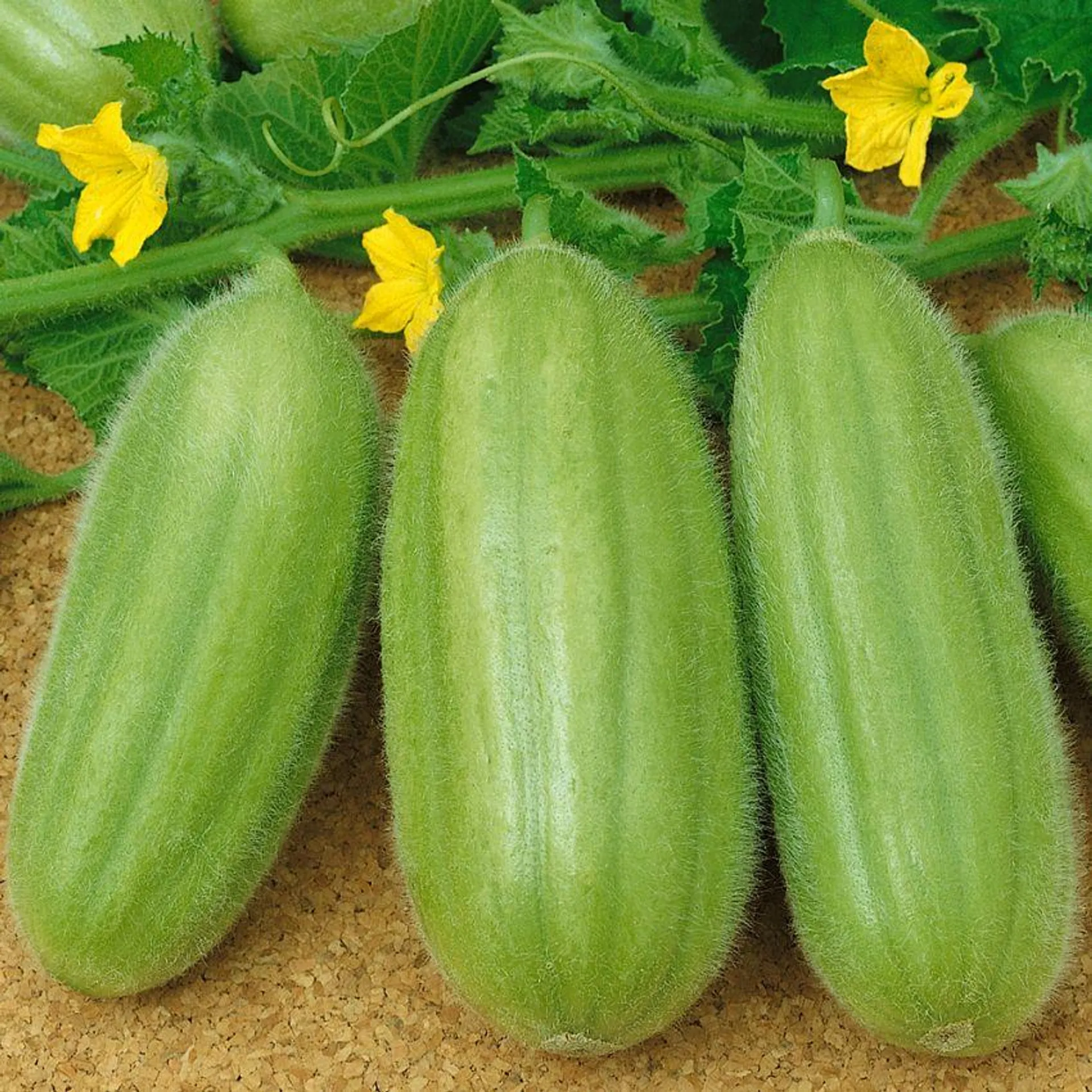 Gurkmelon 'Carosello'