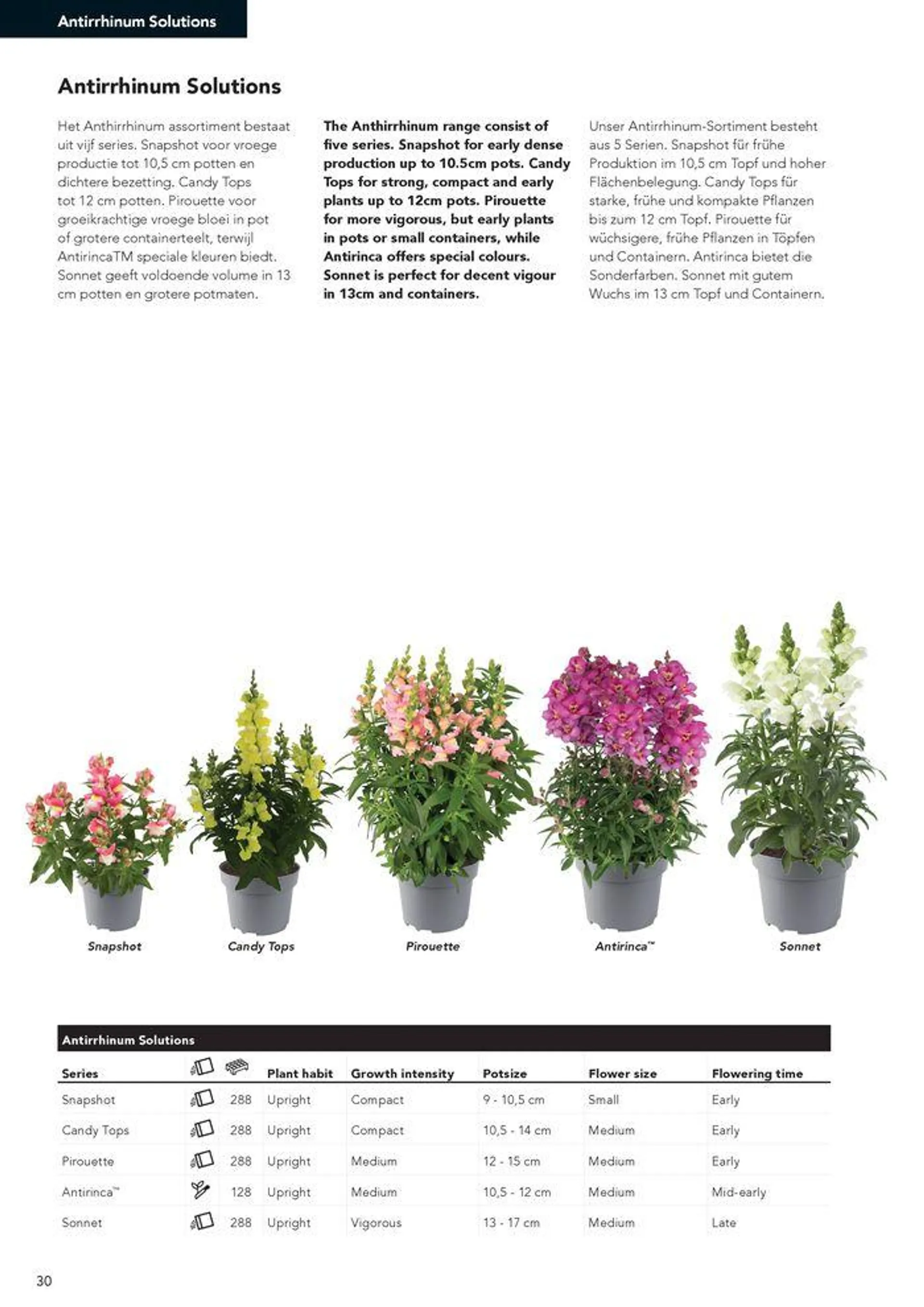 Annuals 2024 . från 15 februari till 31 december 2024 - Reklamblad sidor 34