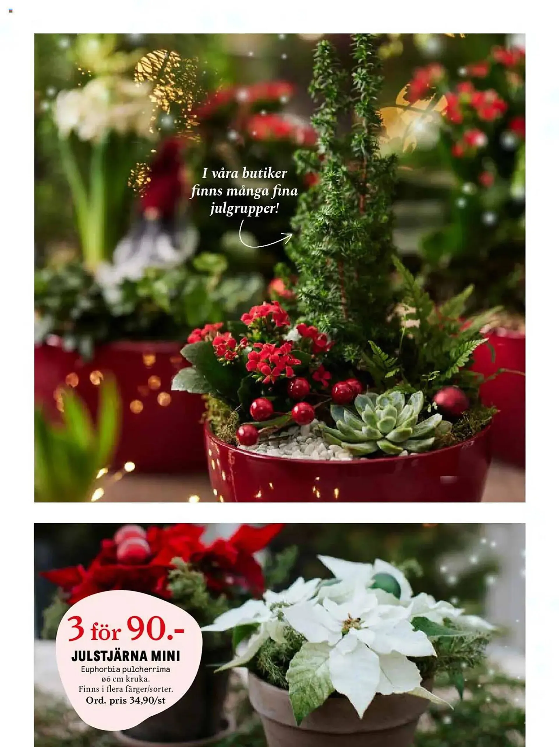 Blomsterlandet reklamblad från 25 november till 1 december 2024 - Reklamblad sidor 3