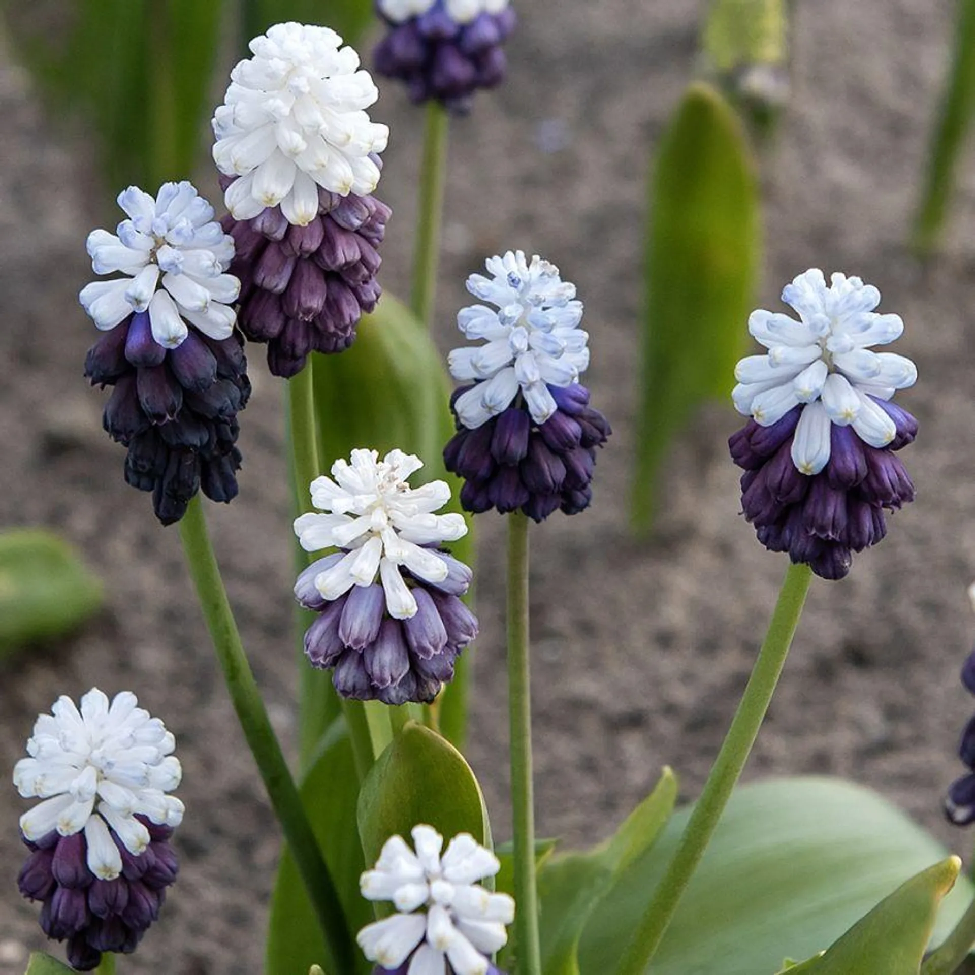 Bredbladig Pärlhyacint 'Grape Ice' 7 st