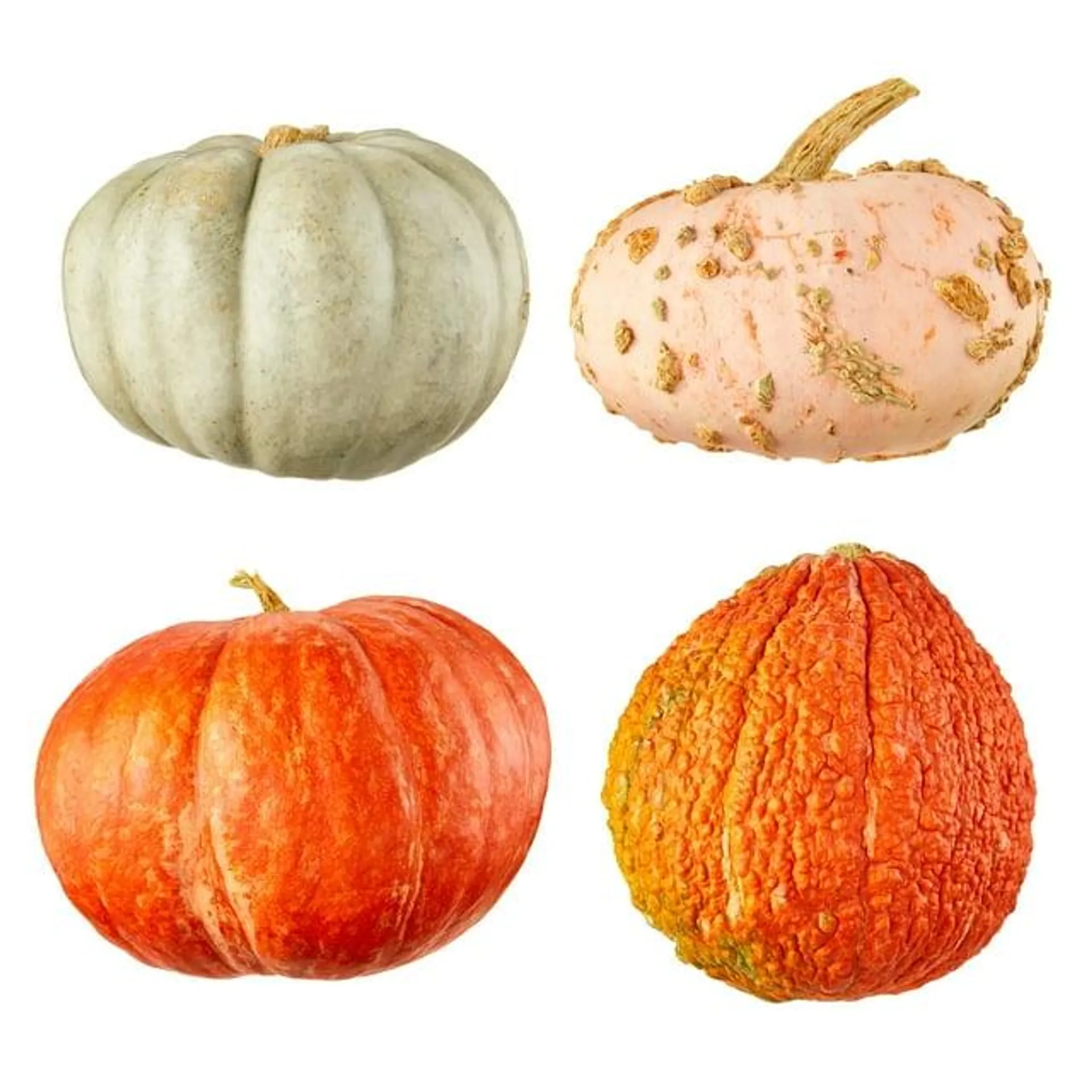 Autumn Pumpkins, Each (Color and Variety May Vary)