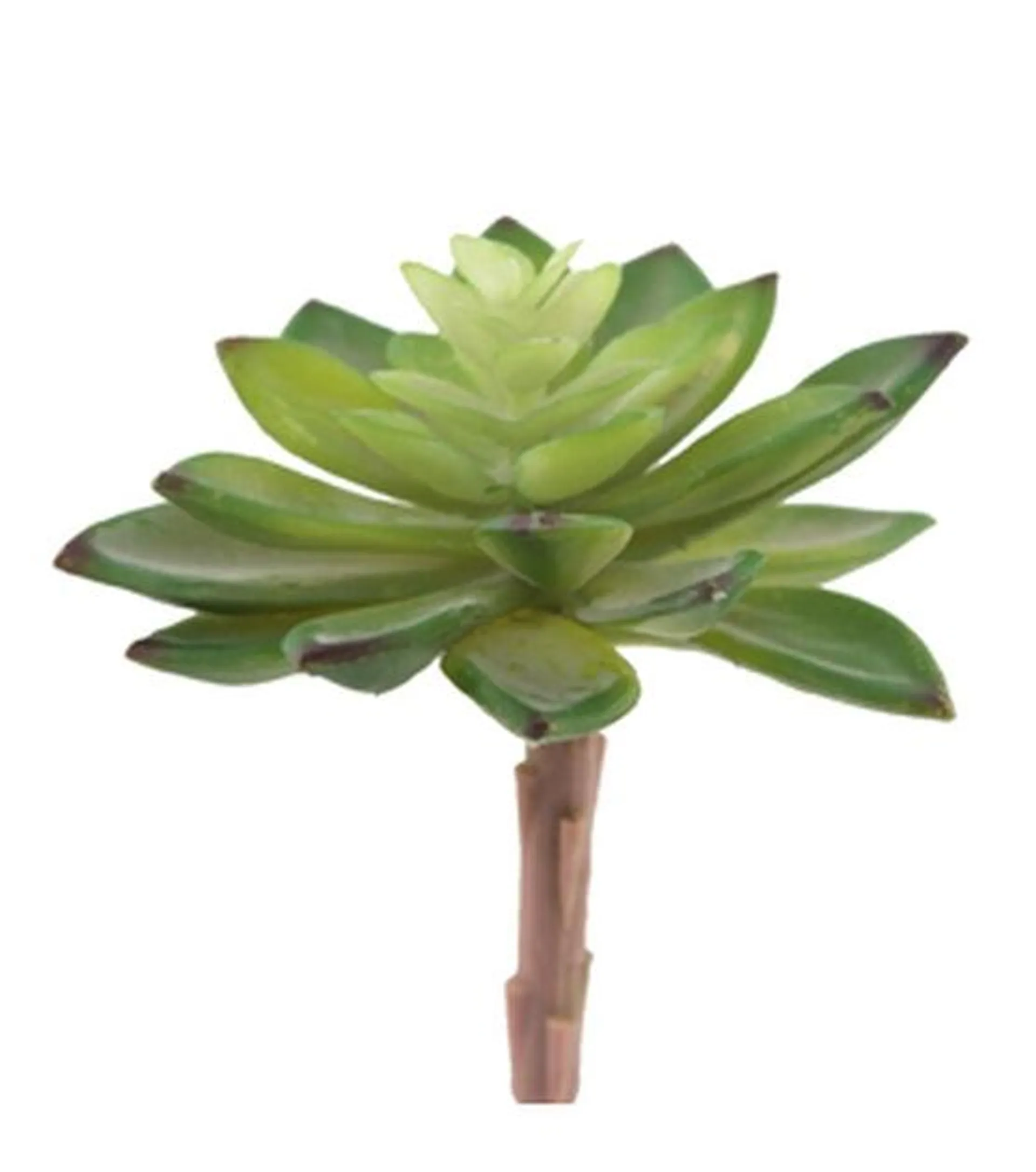 Flora Bunda 4" Jovibarba Emerald Spring Succulent Plant 6ct