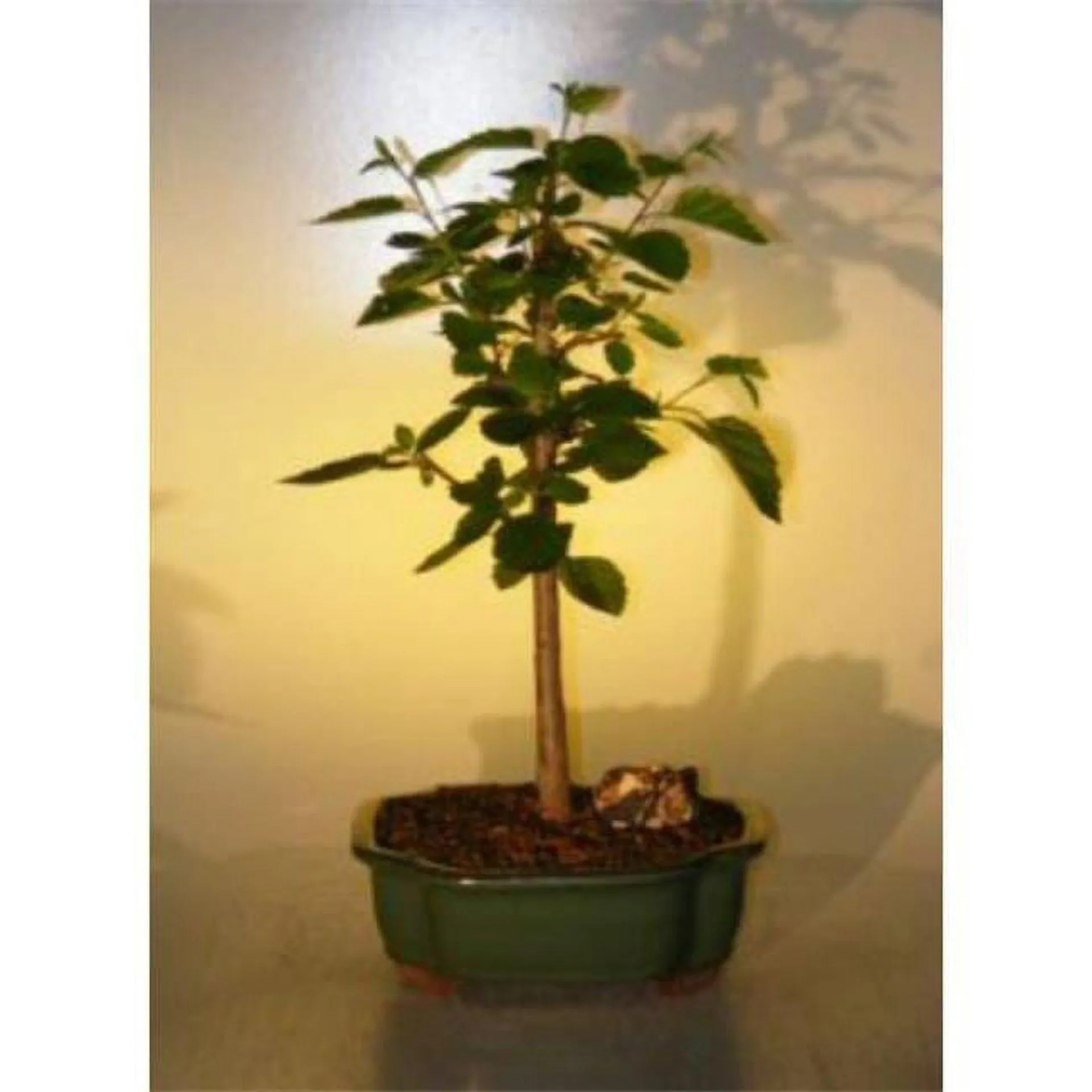 Bonsai Boy e2695 Paper Birch Tree - Betula Papyrifera