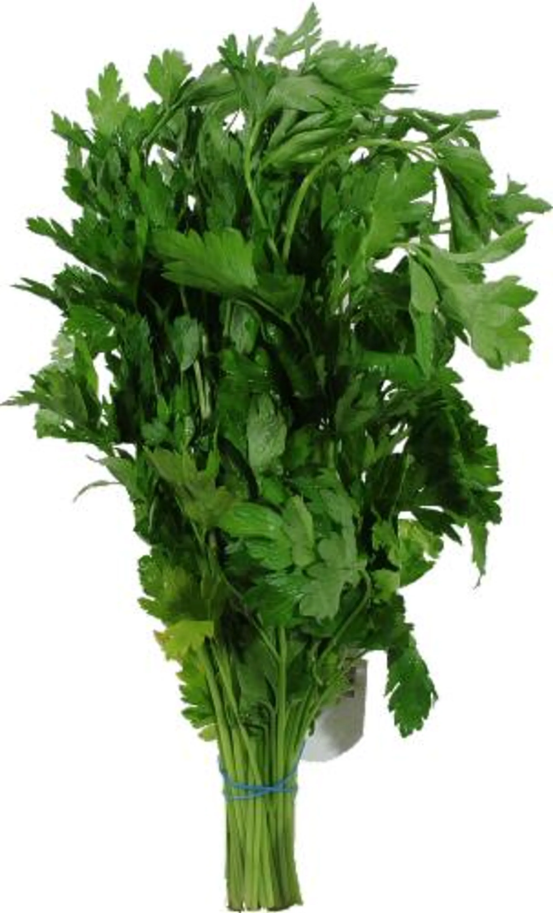 Organic - Parsley - Curly