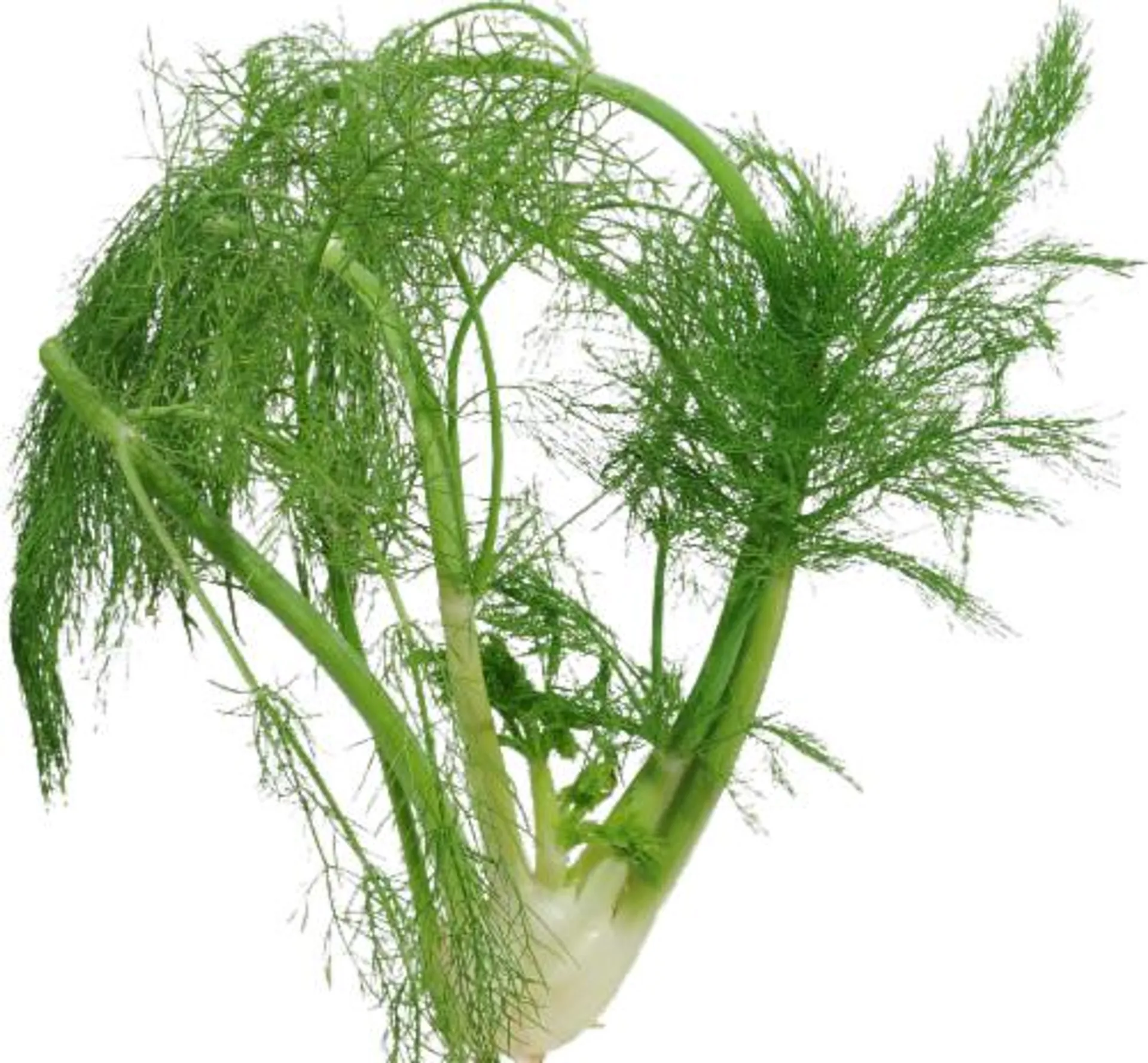 Organic - Fennel