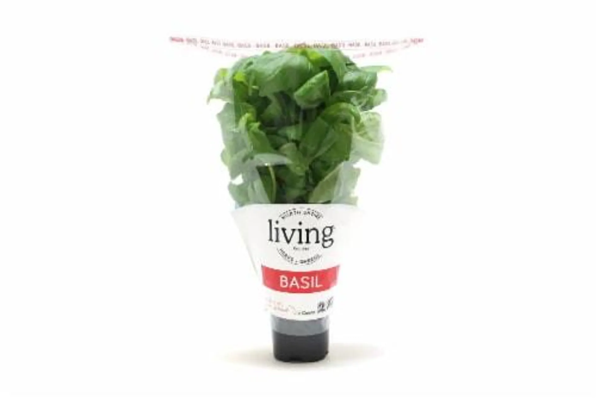 North Shore Potted Living Basil